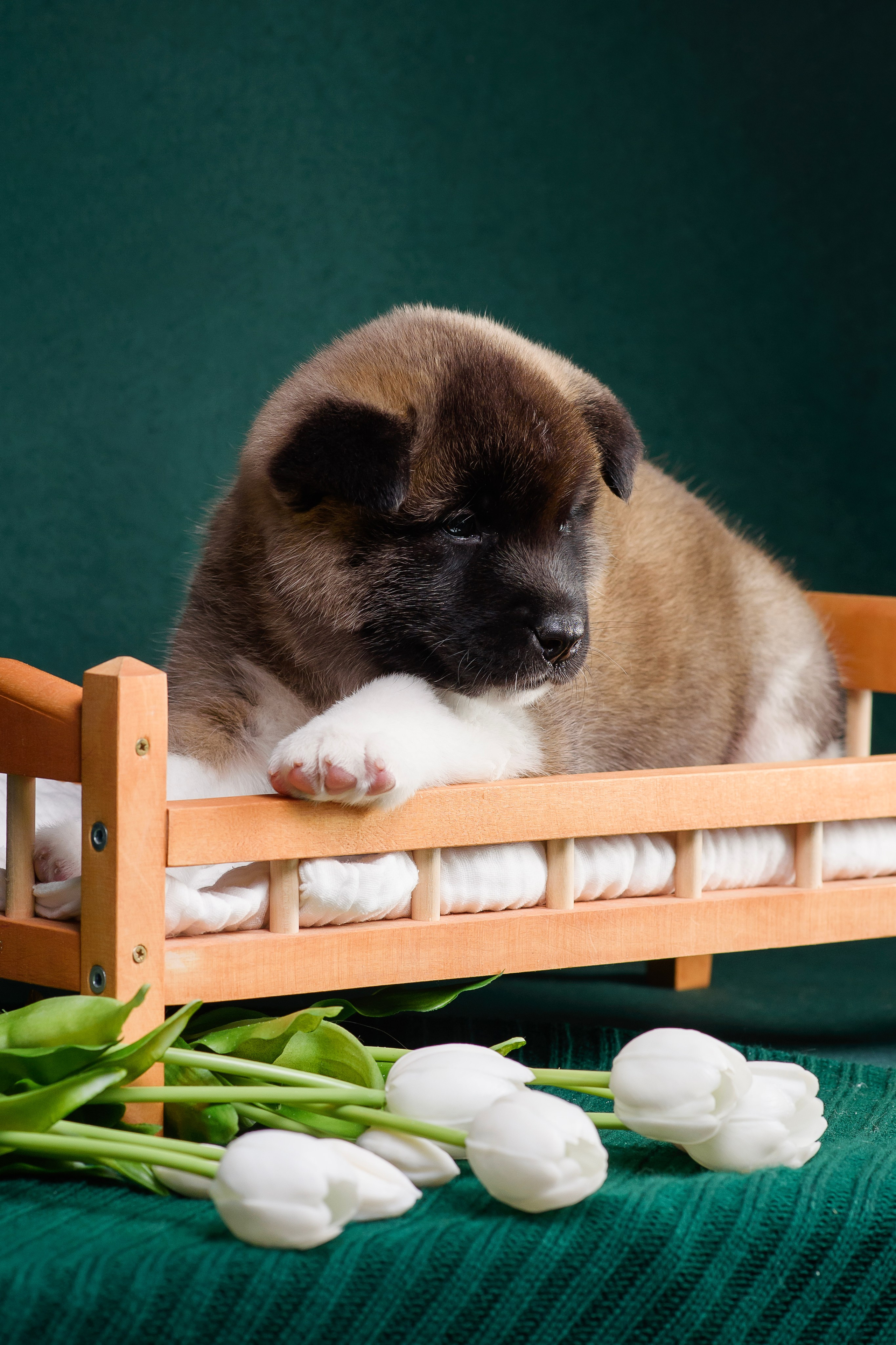 Щенки Американской Акиты. Фотограф — Анималист | Анна Абрамова