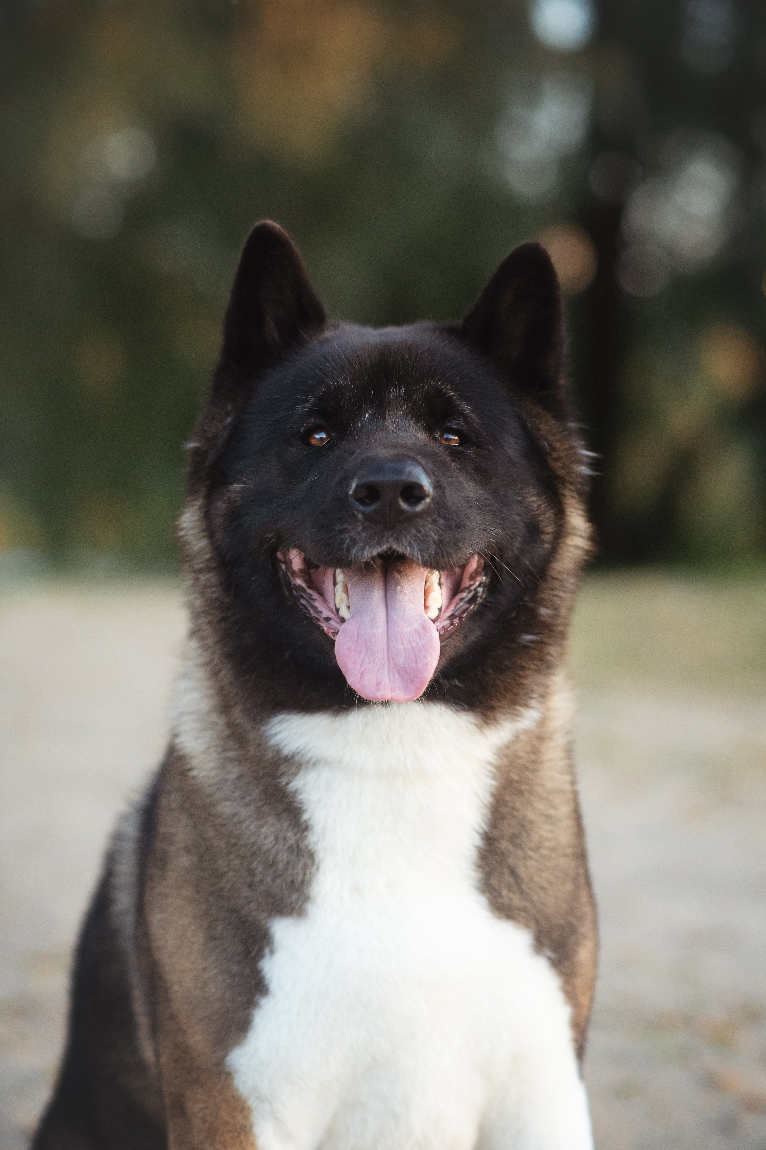 Американская Акита Дива — 16.09.2024. Фотограф — Анималист | Анна Абрамова