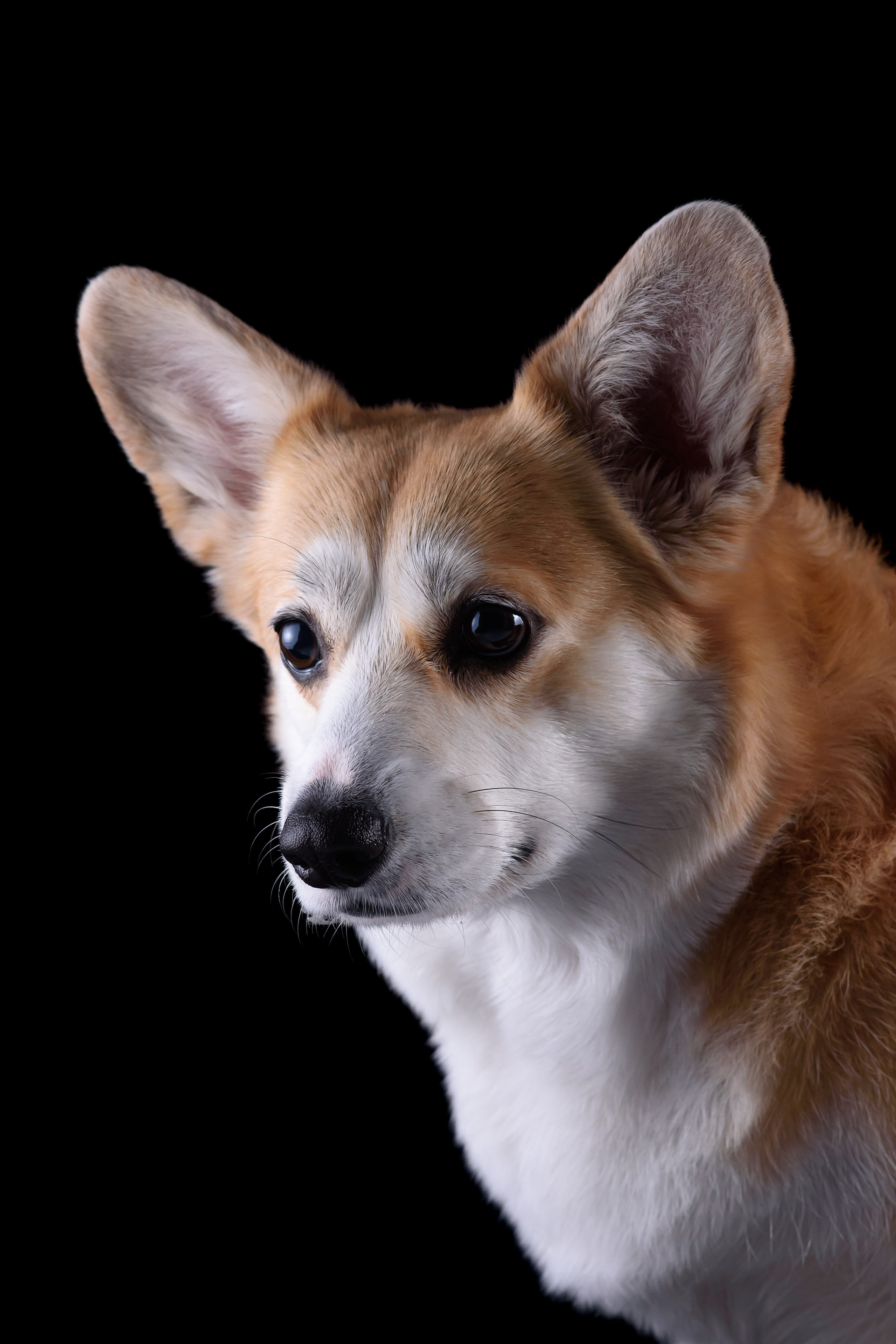 Лея съемка на однотонном фоне — 2024. Фотограф — Анималист | Анна Абрамова