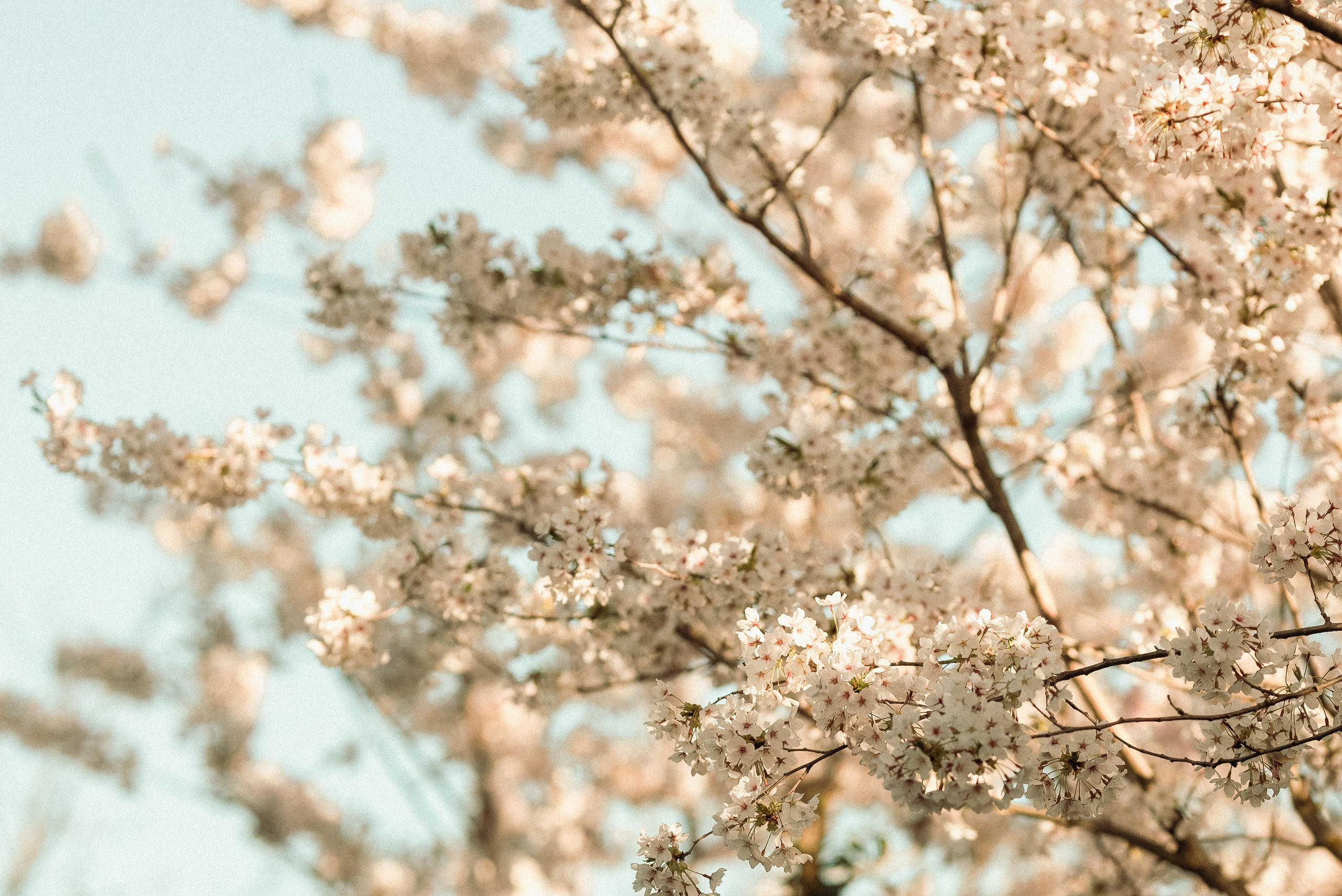 Весна в Японском саду. Женский и семейный фотограф Сочи и Краснодар Ольга Маловик