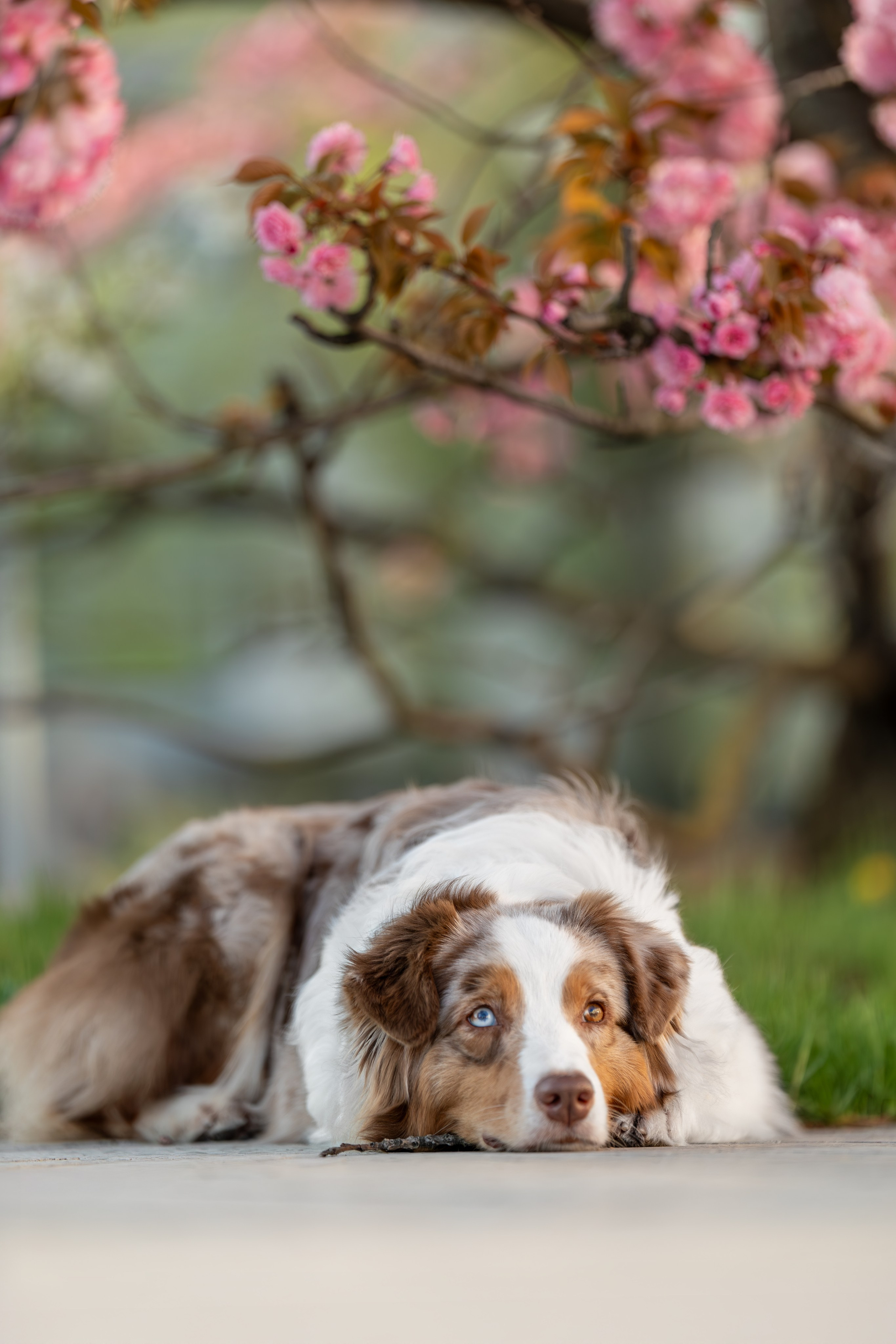 Полли, Австралийская Овчарка. Ирина Голомб|Фотограф-анималист в  Сочи и Калининграде