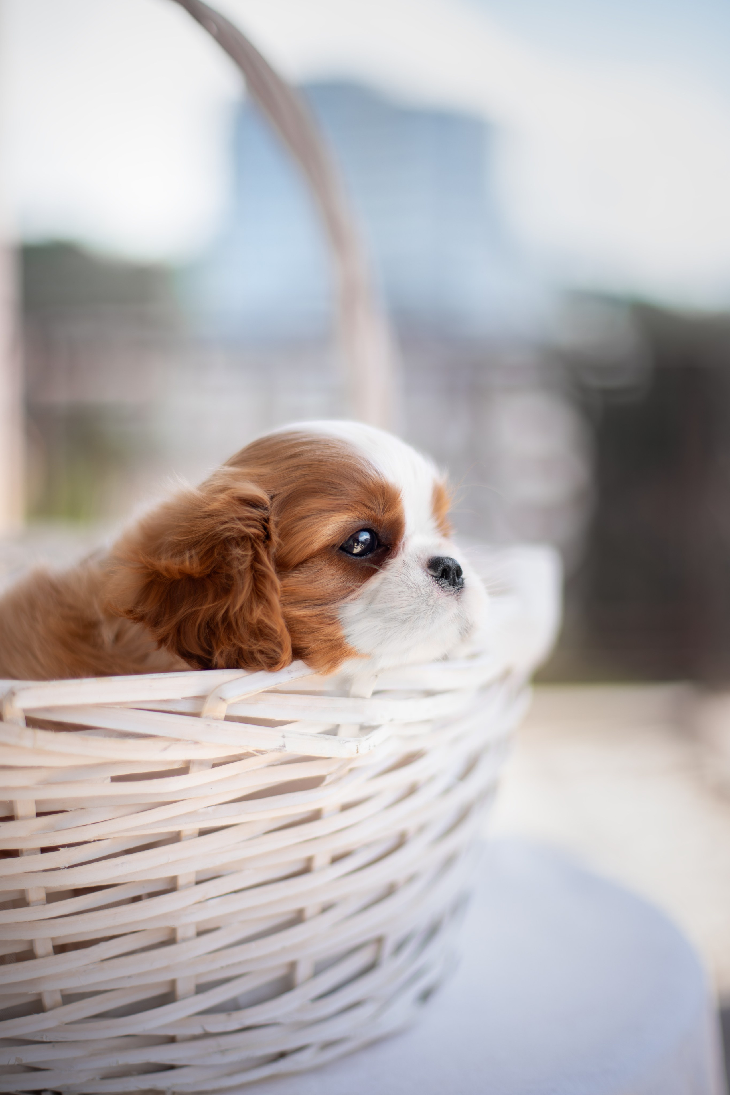 Малыши Кавалер Кинг Чарльз Спаниели. Ирина Голомб|Фотограф-анималист в  Сочи и Калининграде