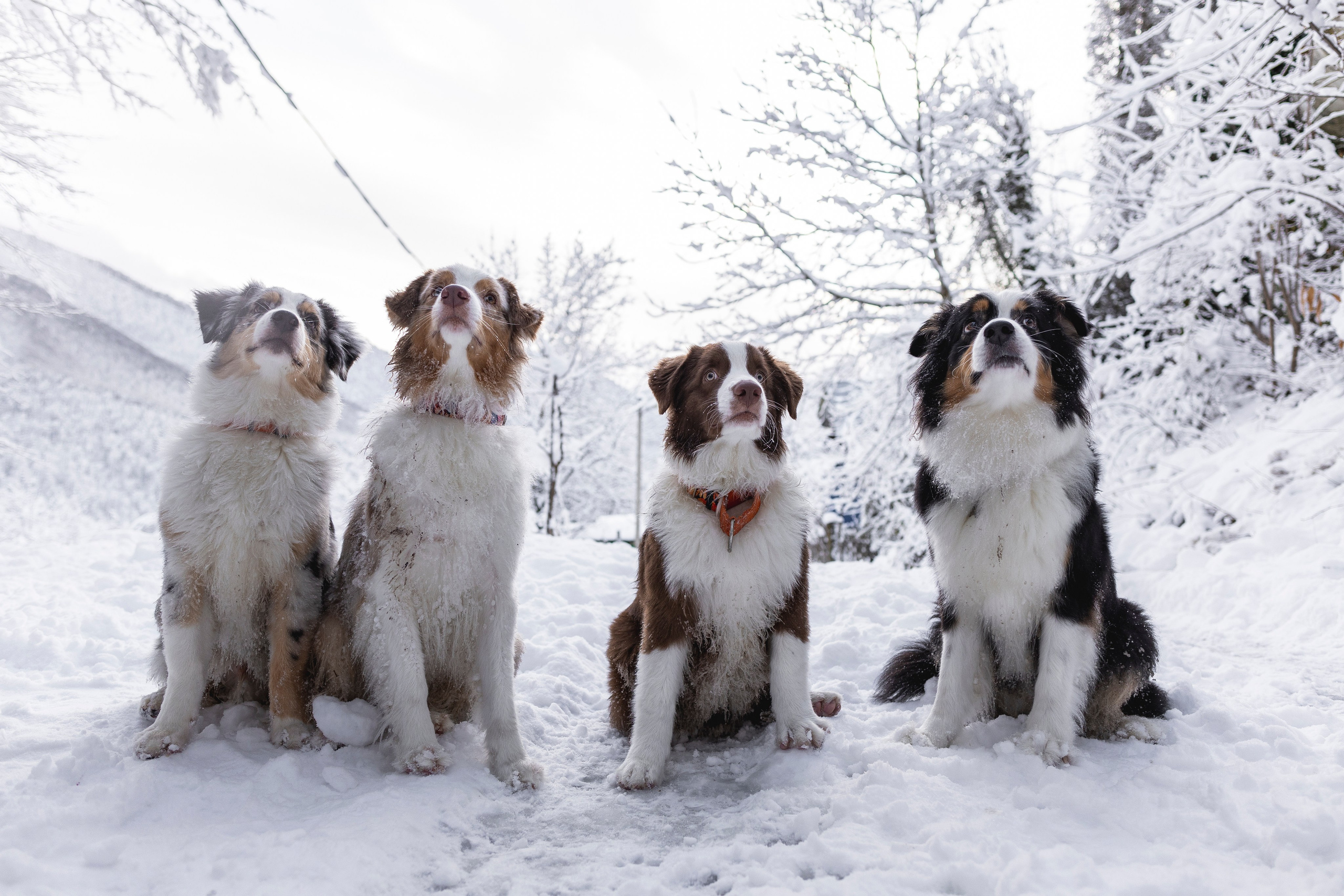 Догтуса Тропа Ефремова. Ирина Голомб|Фотограф-анималист в  Сочи и Калининграде