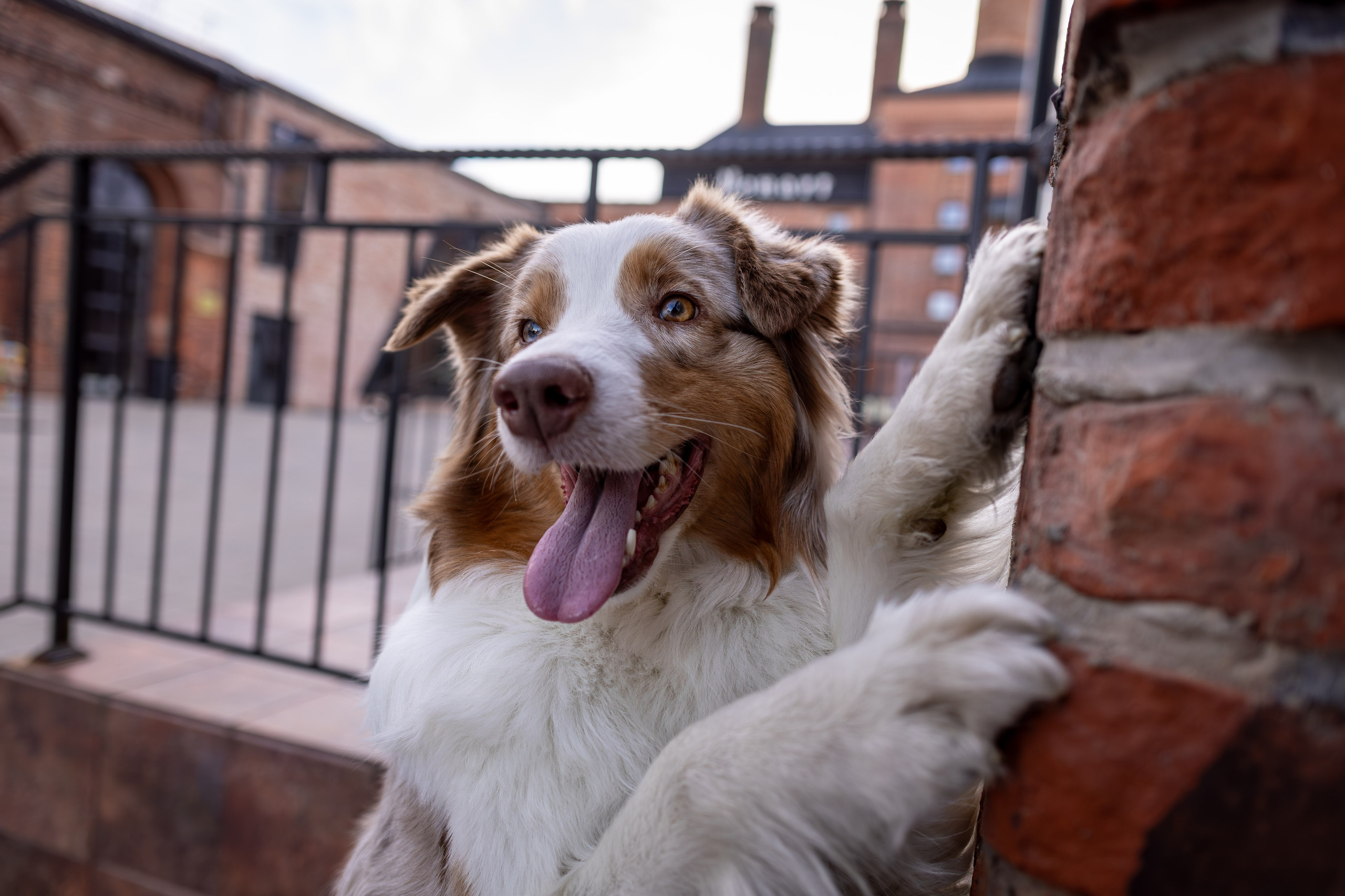 Полли, Австралийская Овчарка. Ирина Голомб|Фотограф-анималист в  Сочи и Калининграде