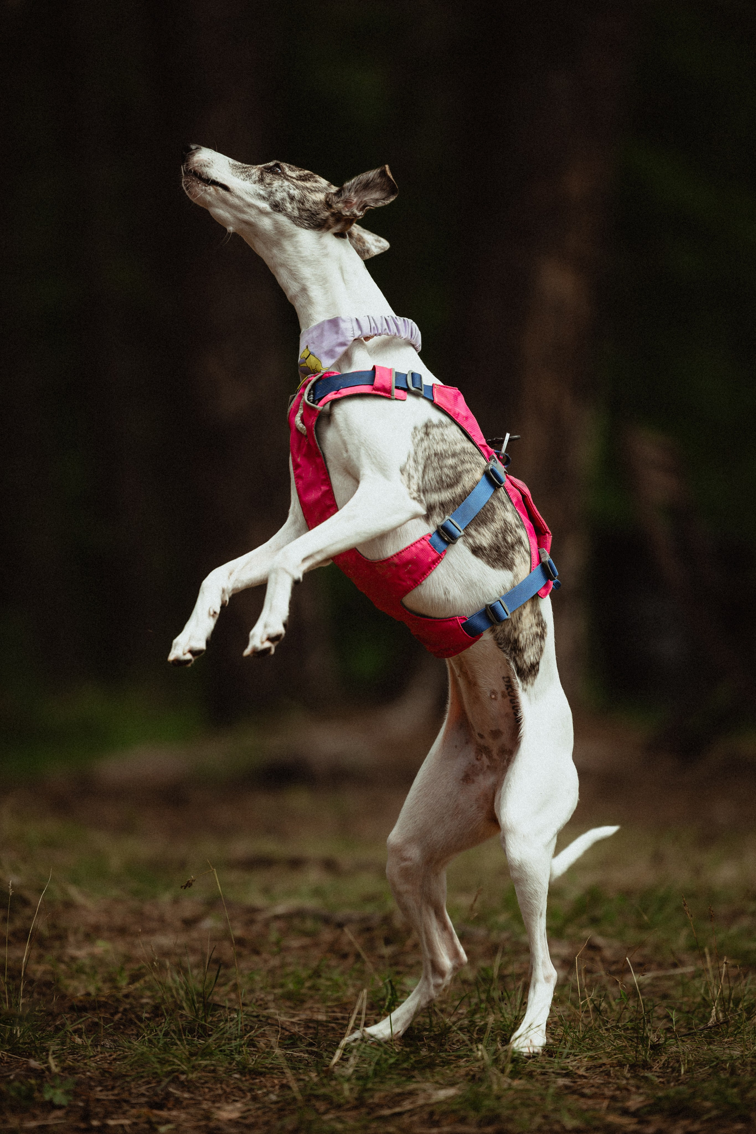 Выездной дог-тренинг от школы «Шерсть имею»