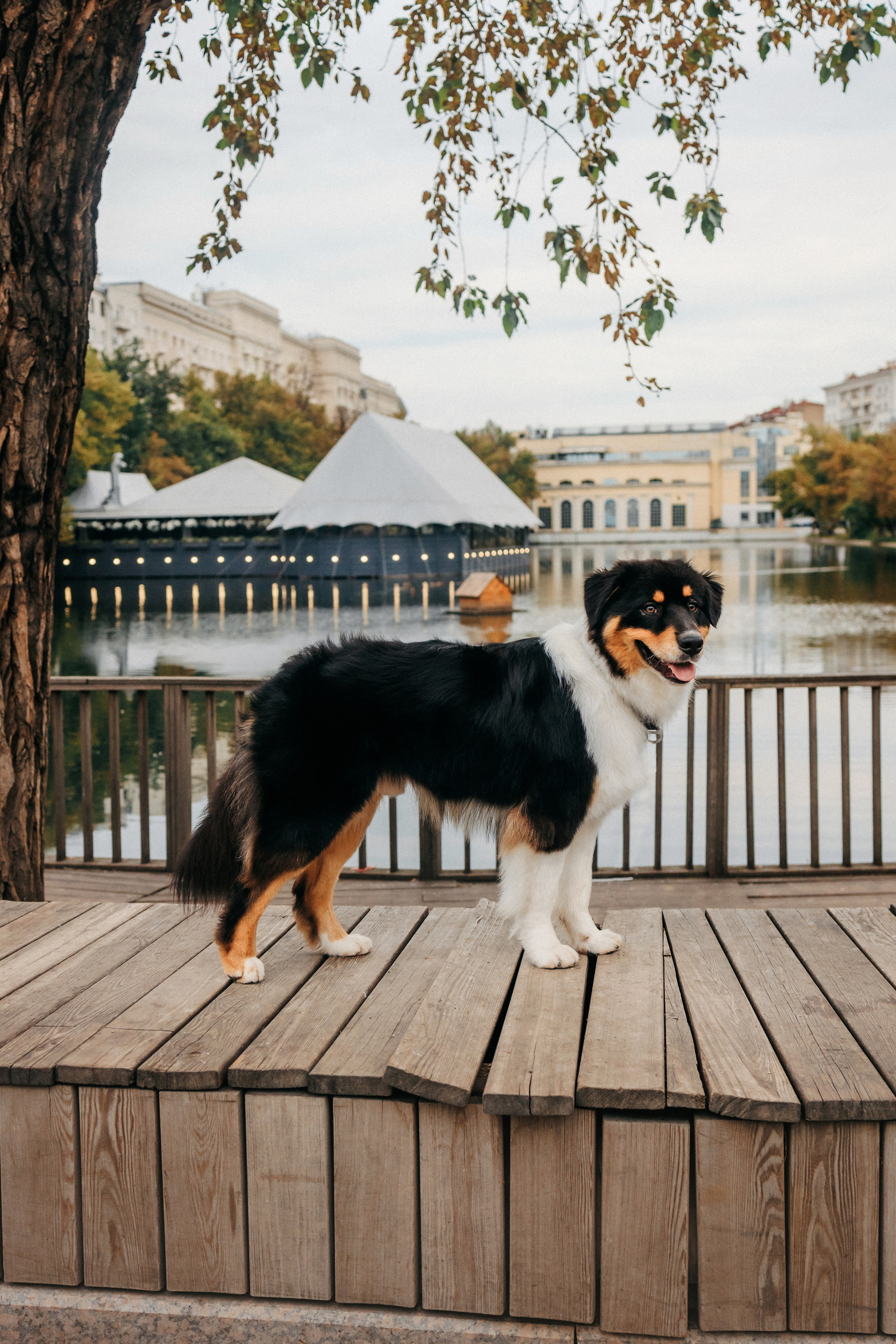Лена и Рэй. Фотограф-анималист Елена Радченко, Москва