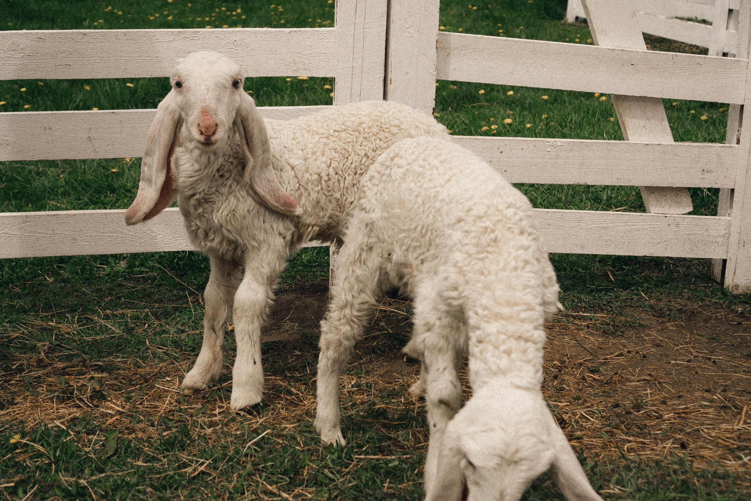 Ферма Альпак. Профессиональный фотограф, Санкт-Петербург — Виктория Богомолова