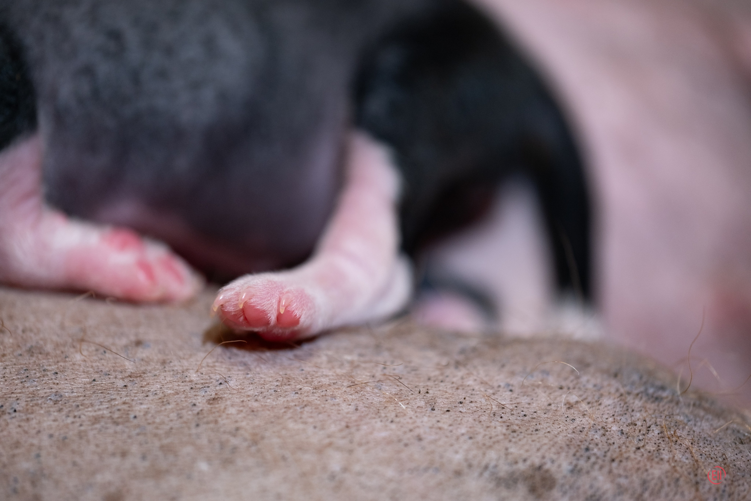 4-й день. Poale Ell Dasha