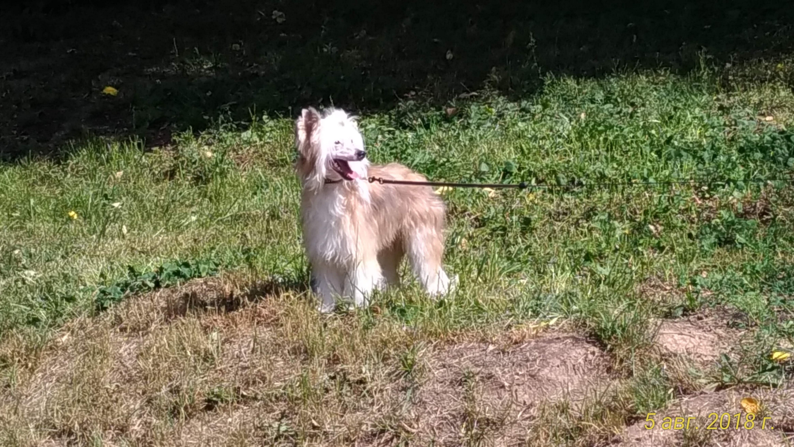 Barthelamew is leaving. Poale Ell Chinese Crested Dog Kennel: Buy a puppy from the kennel