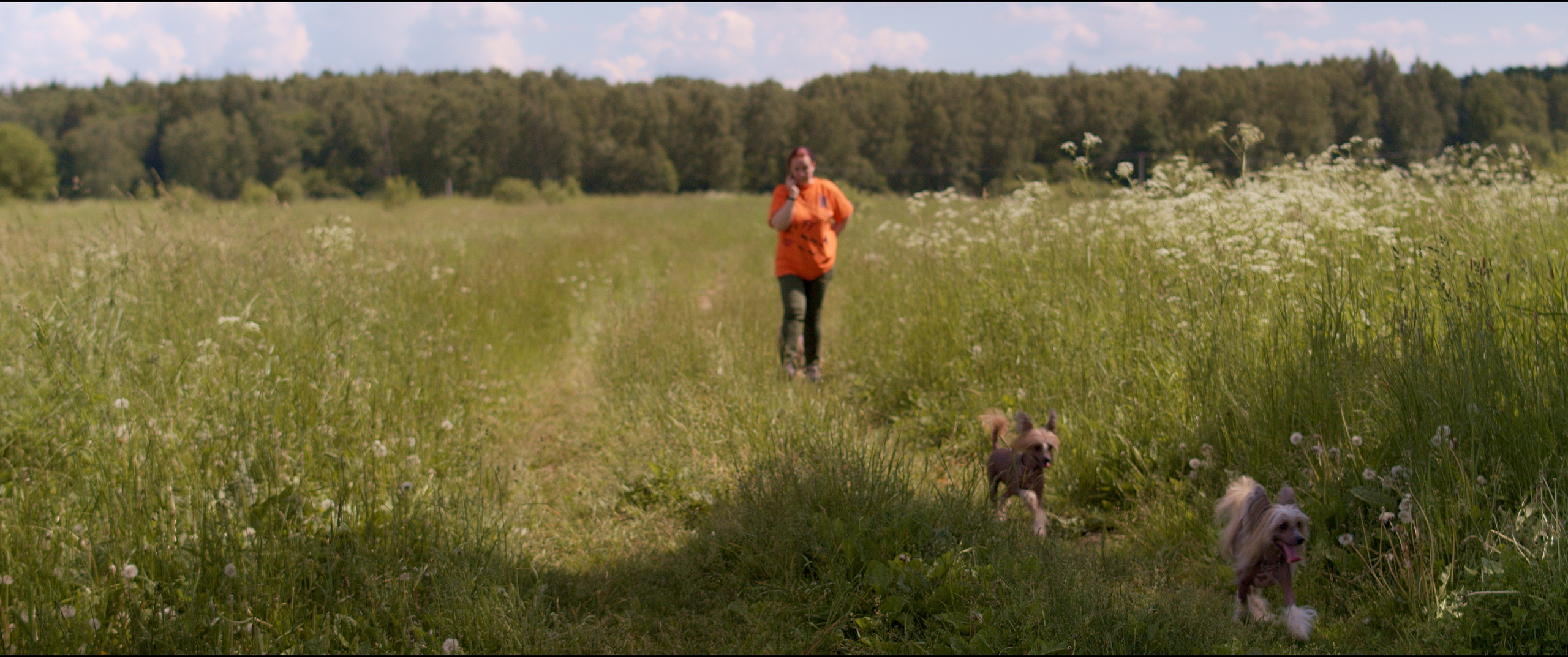 Footage from the interview. Poale Ell Chinese Crested Dog Kennel: Buy a puppy from the kennel