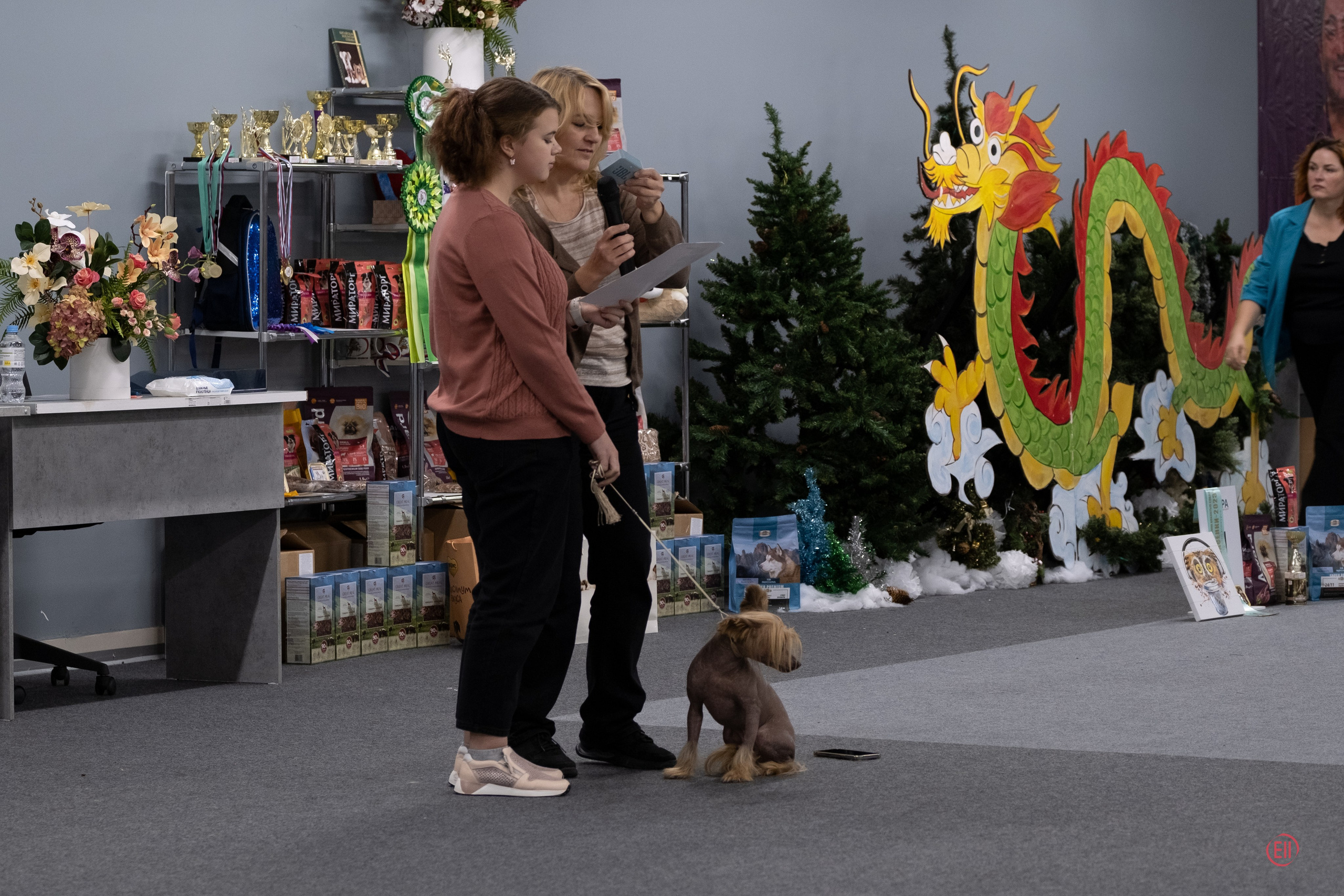 Праздник породы «Яркий мир китайских хохлатых собак». Питомник китайских хохлатых собак Poale Ell: купить щенка