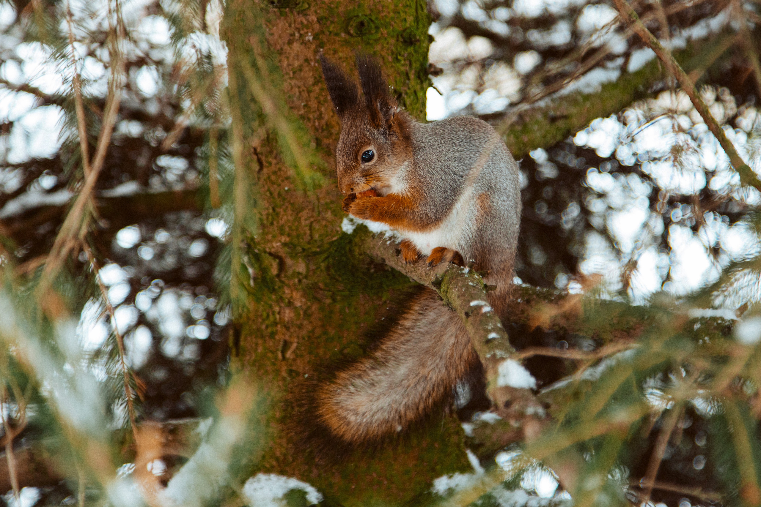 Петергоф нижний парк фото