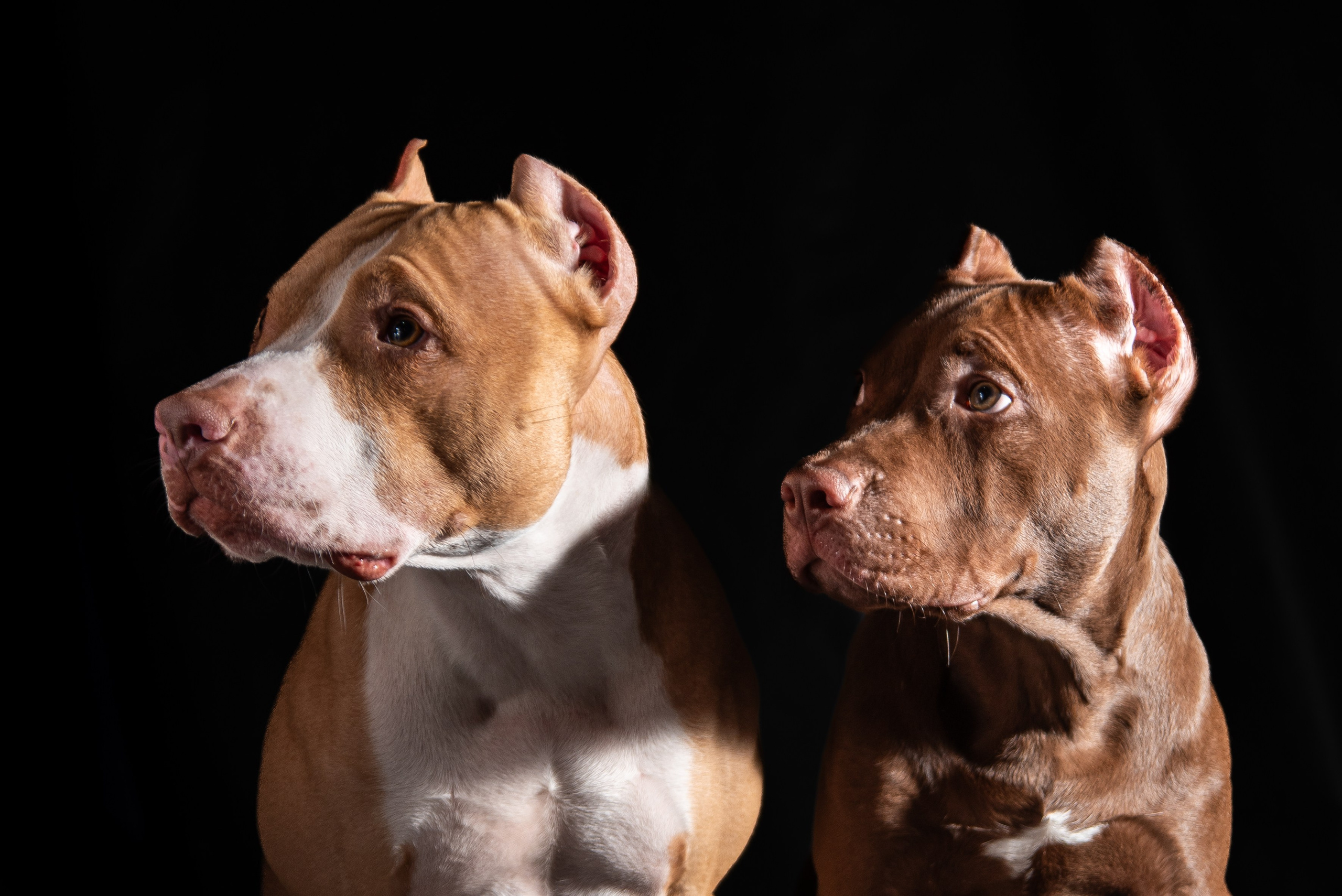 Фотосессия собак на чёрном фоне. Фотограф Макс Огурцов в Нижнем Новгороде