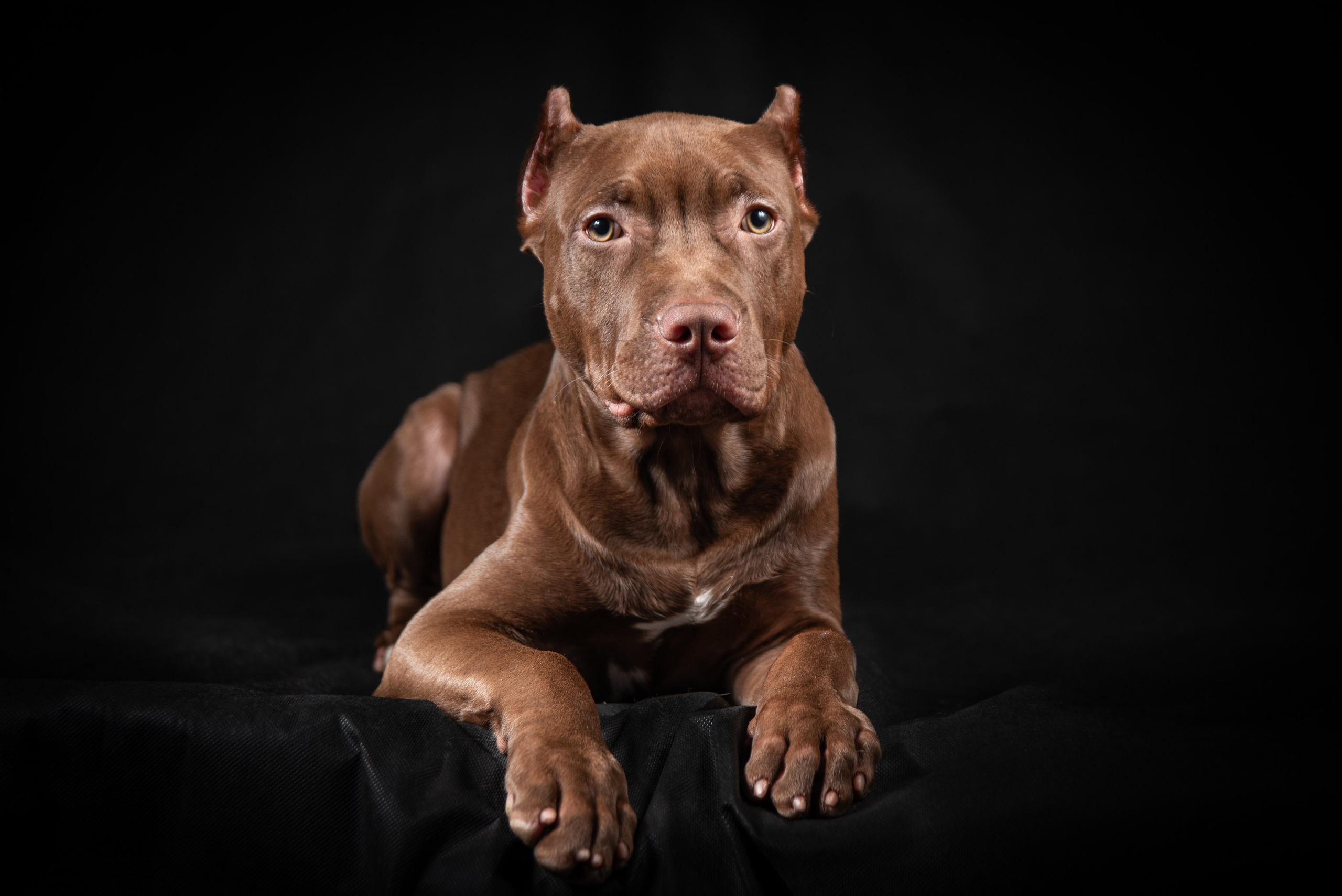 Фотосессия собак на чёрном фоне. Фотограф Макс Огурцов в Нижнем Новгороде