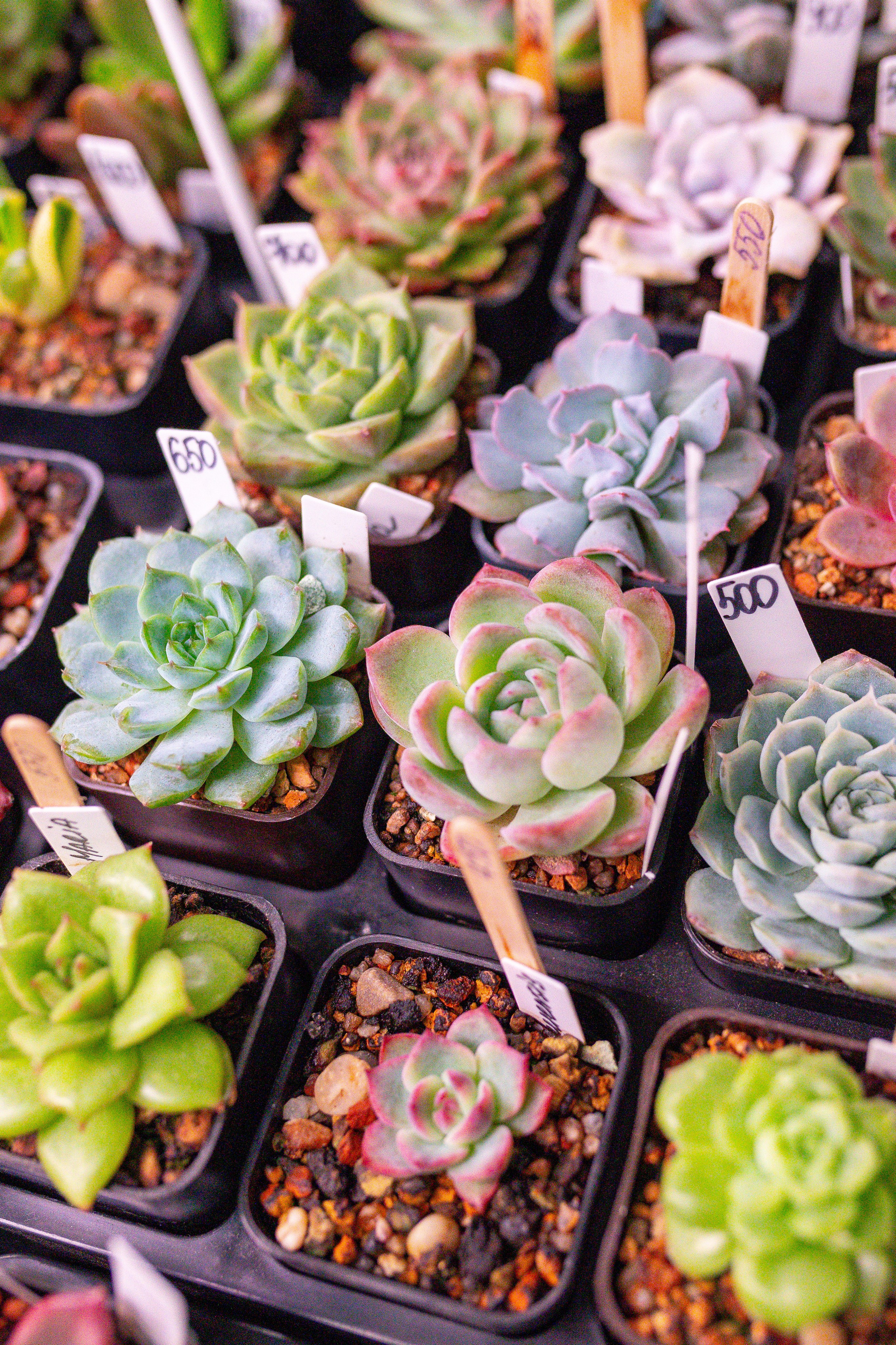 Монстериум 11–12 октября. Александра Куликова фотограф, Москва