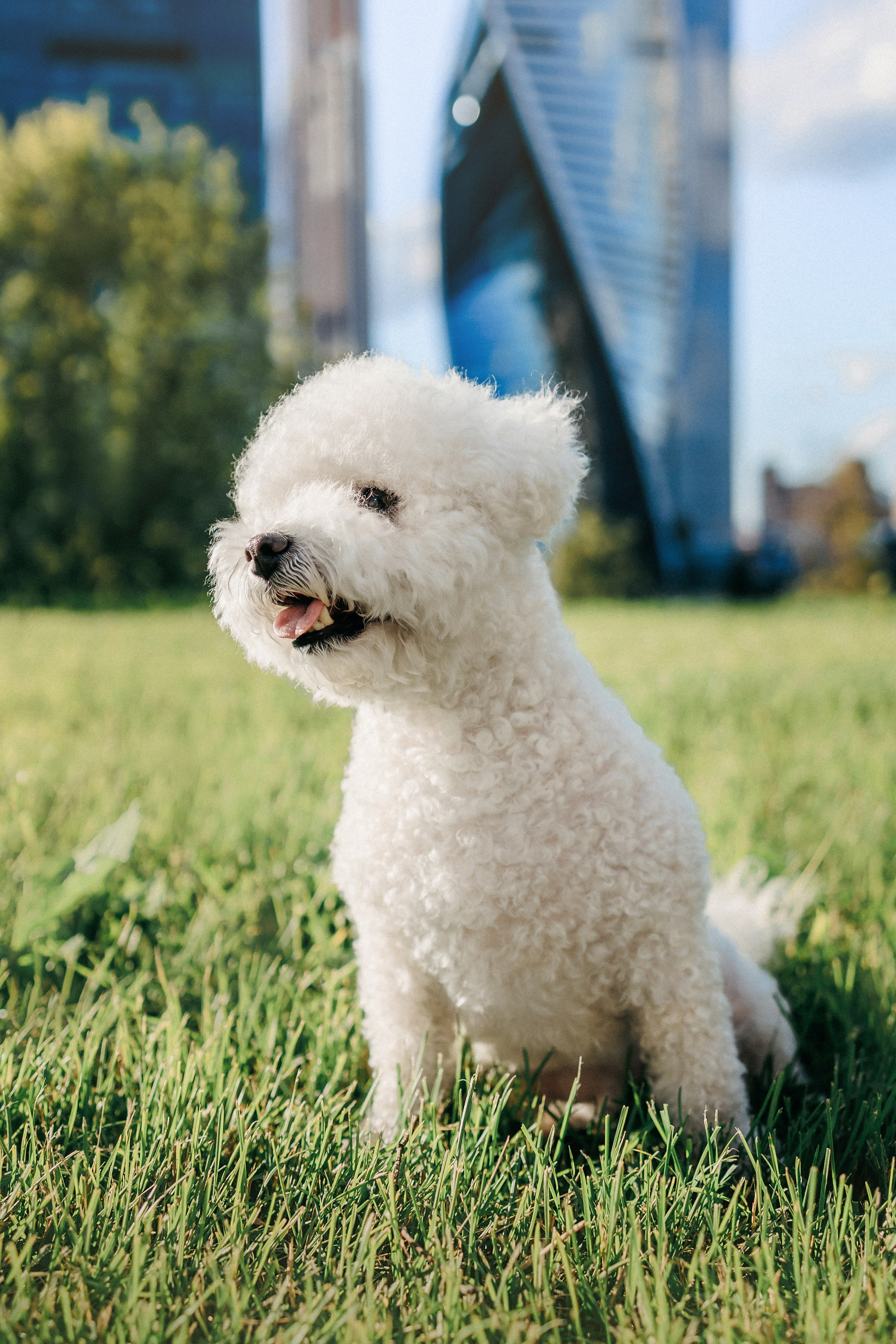 Марина, Данил и Бруно. Фотограф-анималист Елена Радченко, Москва