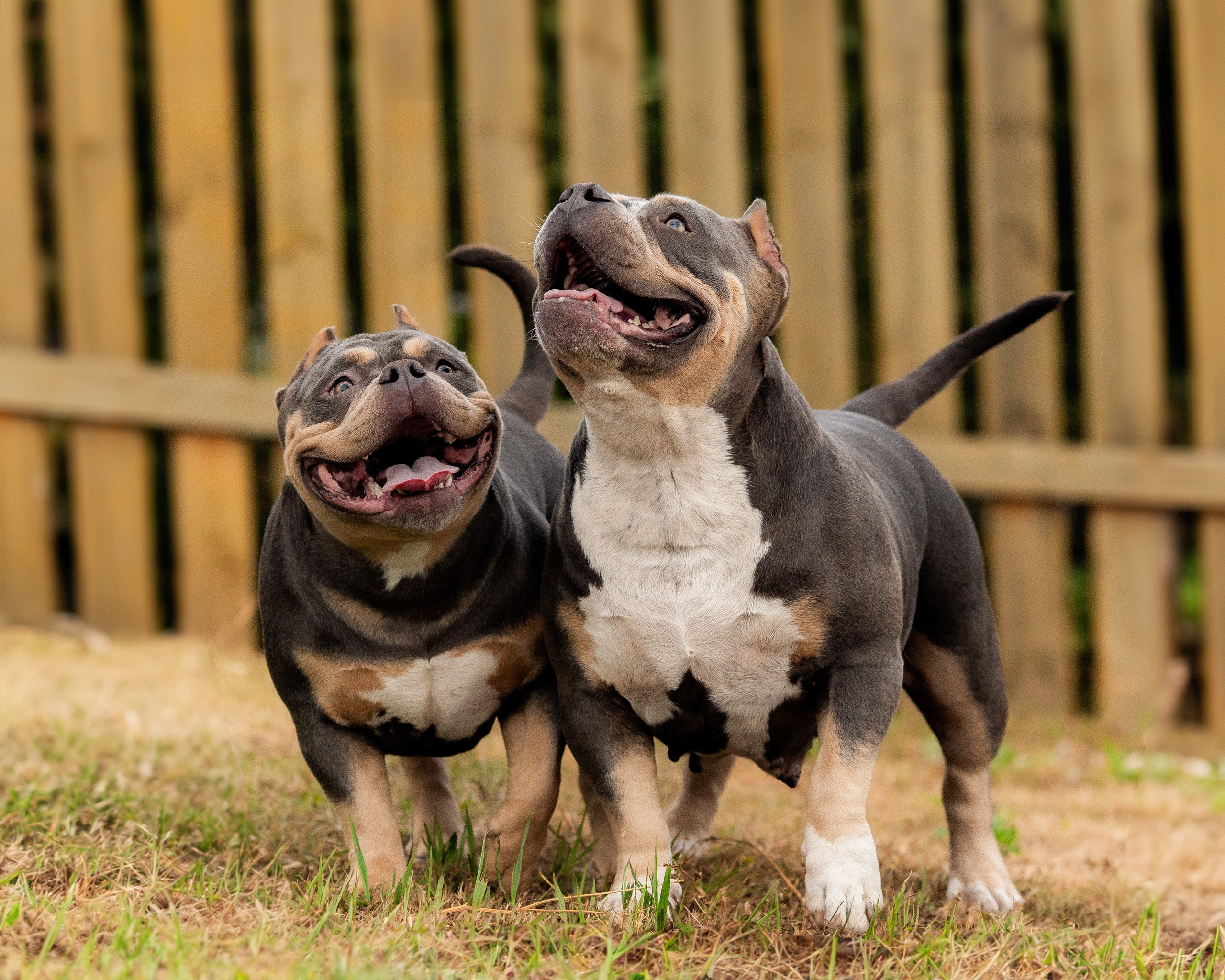 Наталья и булли. Фотограф Анималист в Перми Анастасия Остерман