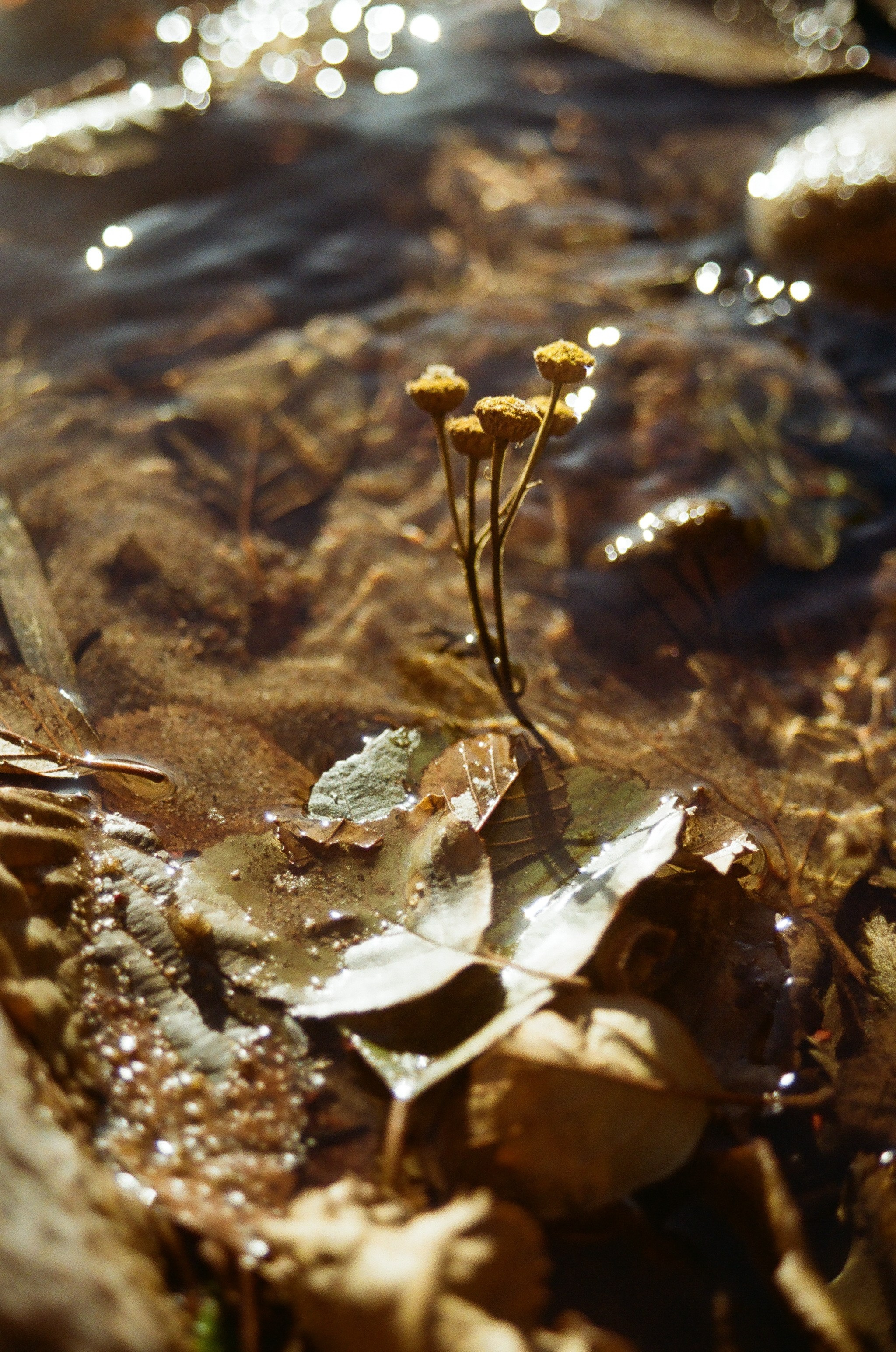 Из наблюдений. Плак или Квак