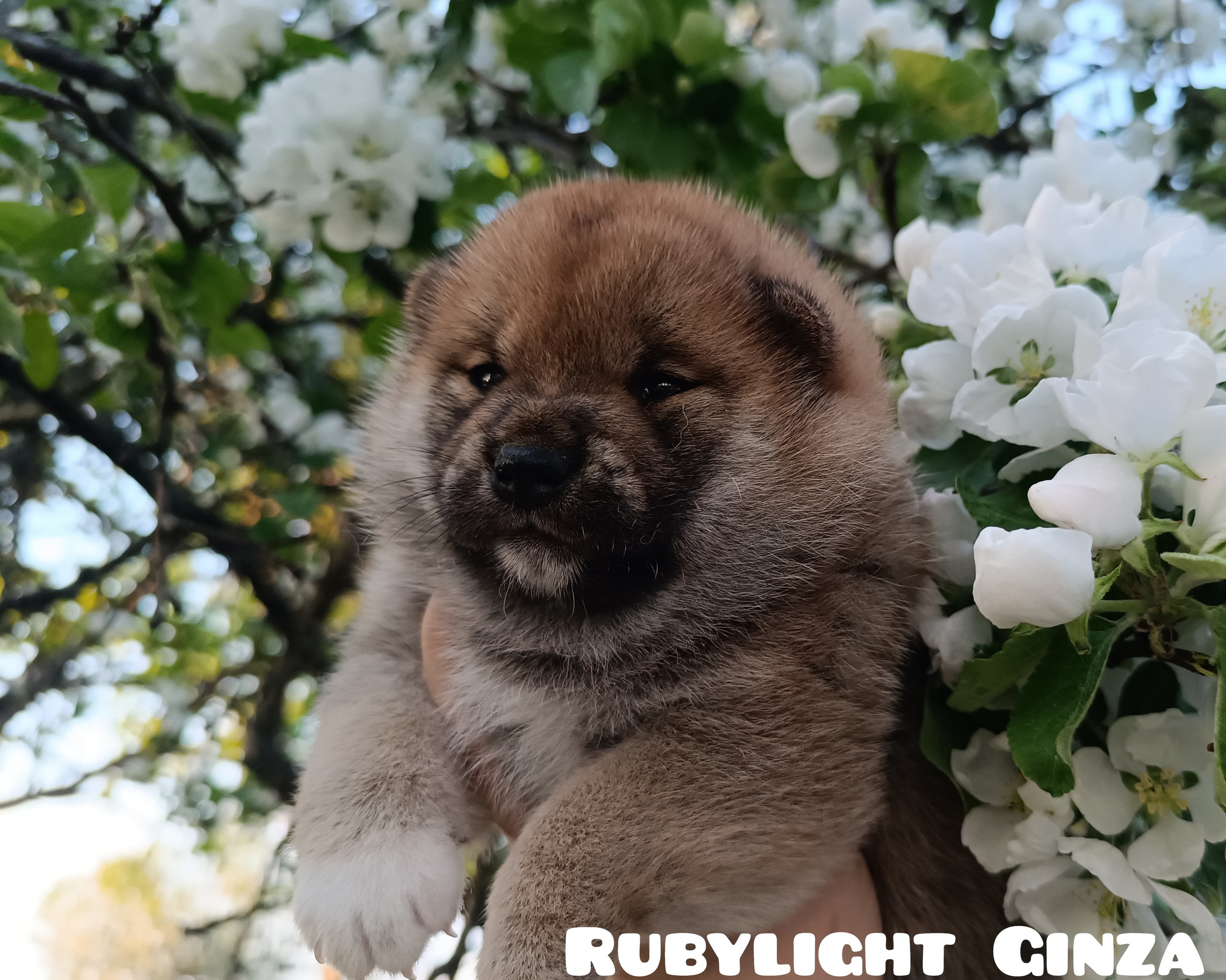 сиба питомник Рубилайт щенки на продажу rubylight  сиба щенки купить СПб Санкт-Петербург 