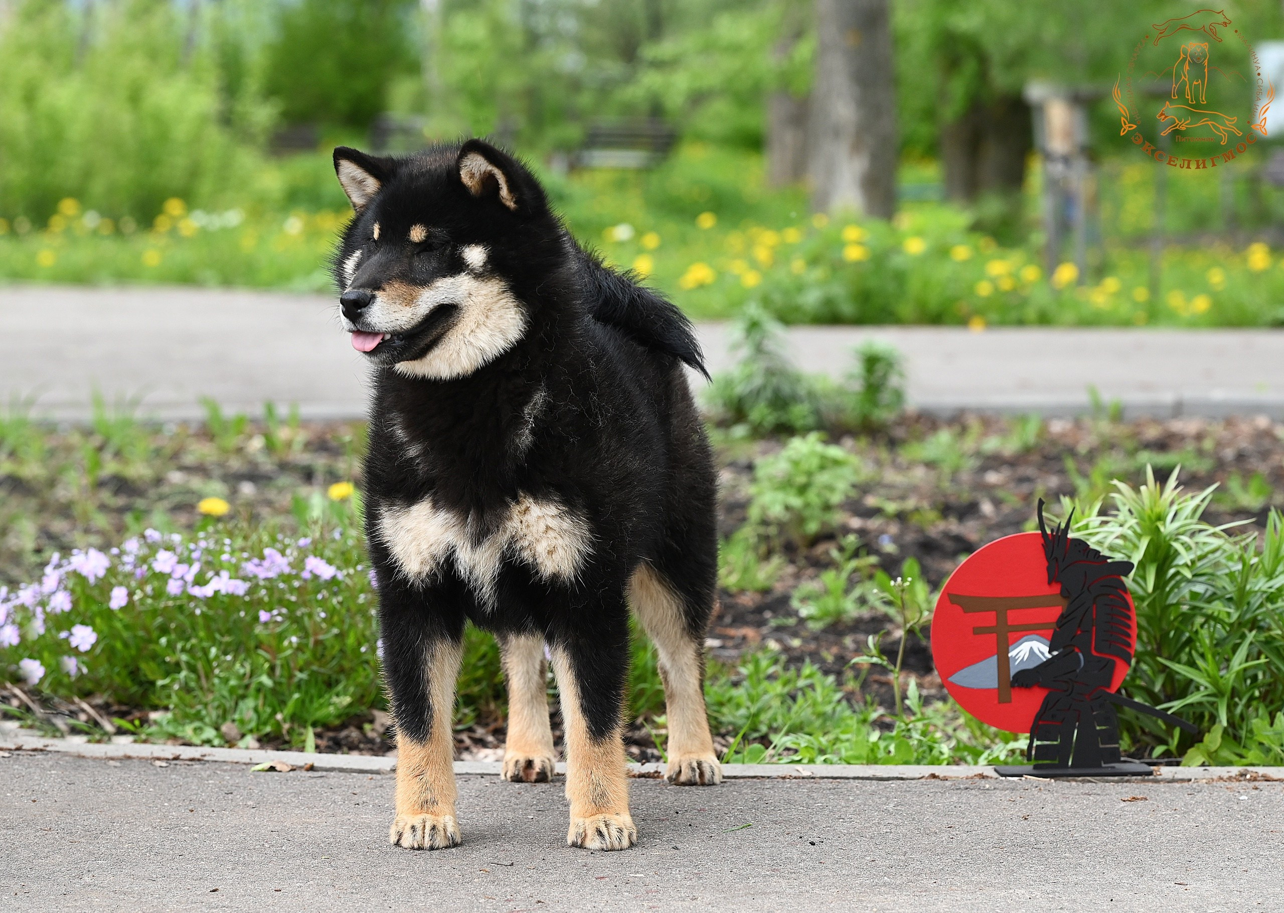 Тáту * Exceligmos Tatsu. Американская акита I Сиба ину I Питомник RUBYLIGHT