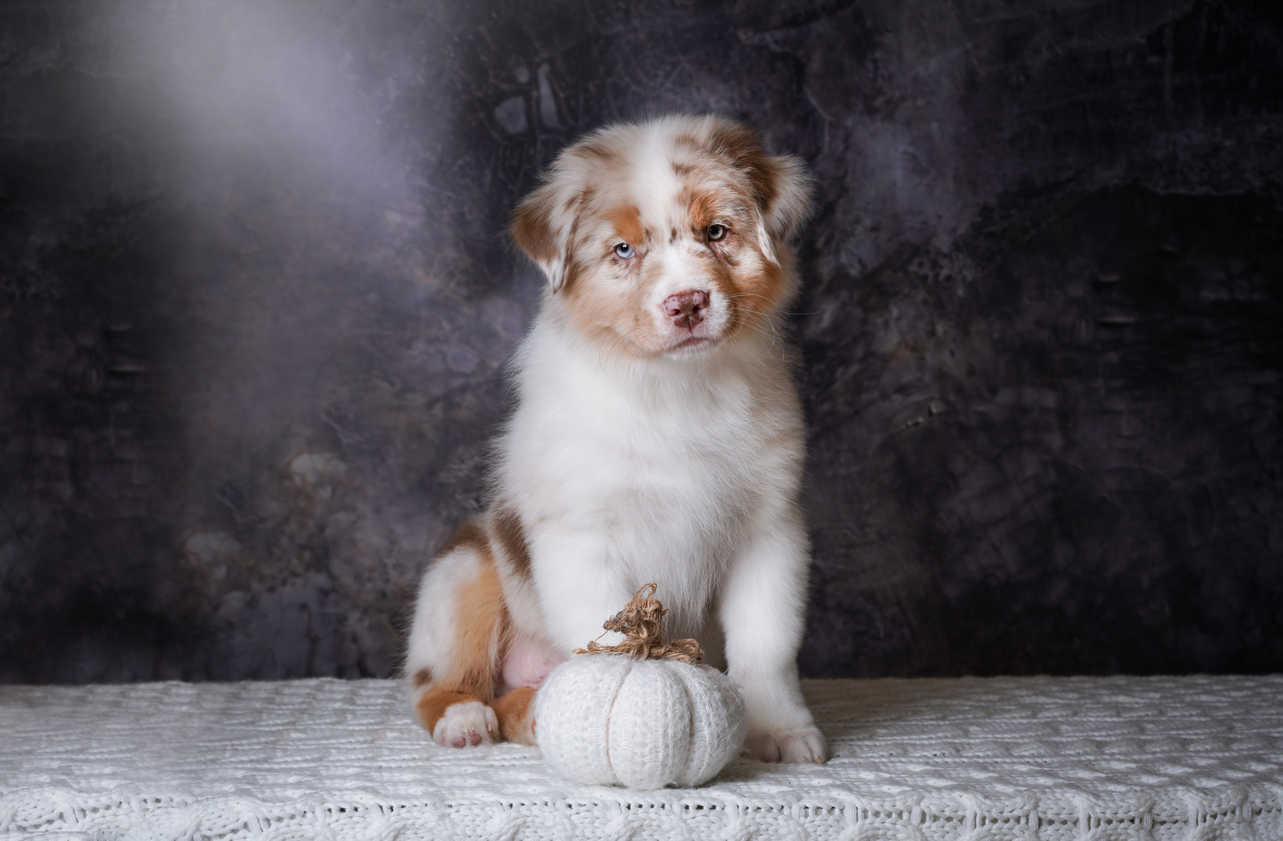 Щенки аусси. Фотограф-анималист в Санкт-Петербурге Яна Мартынова
