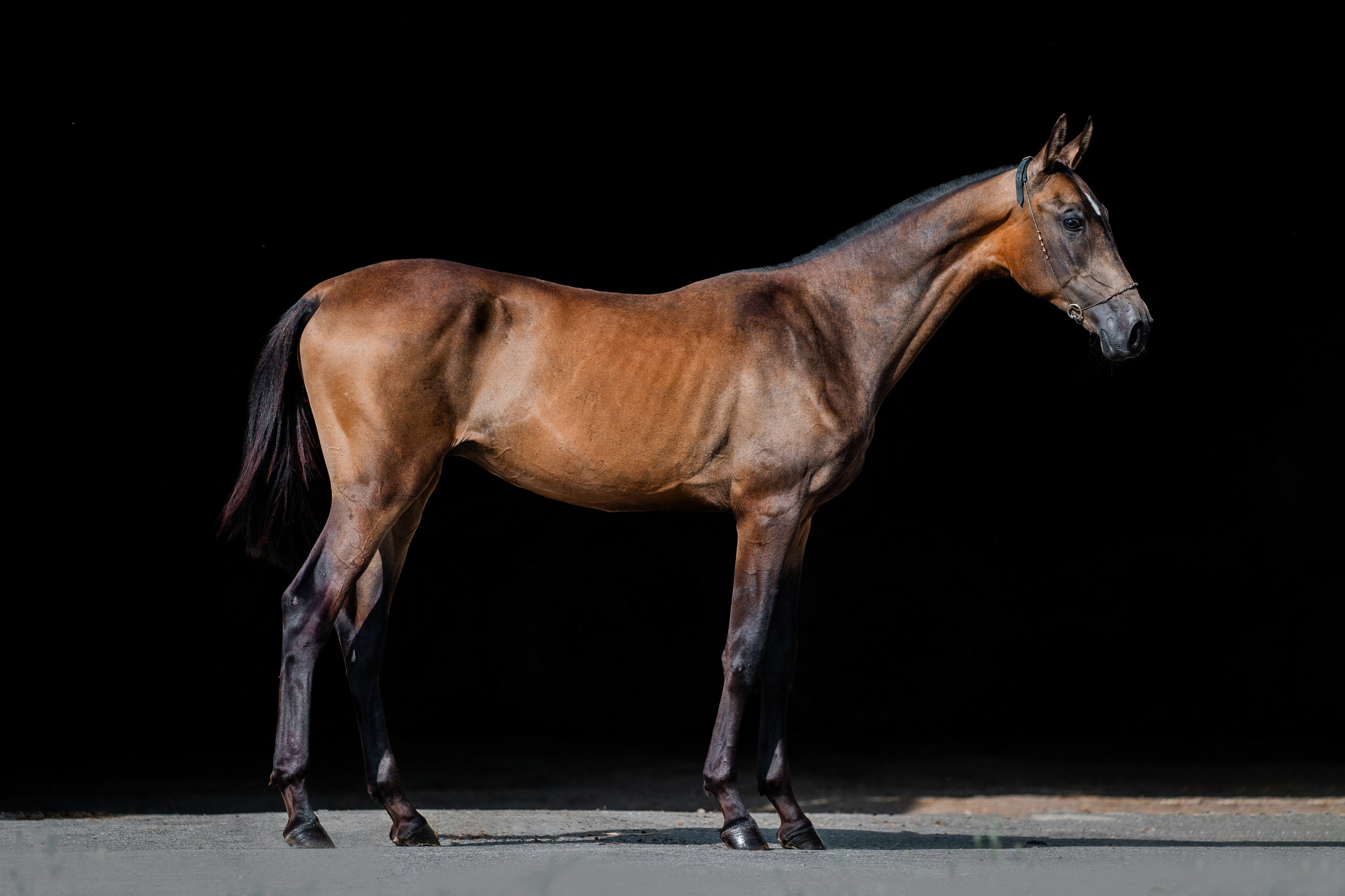 Экстерьеры. Фотограф-анималист Ксендзова Кристина