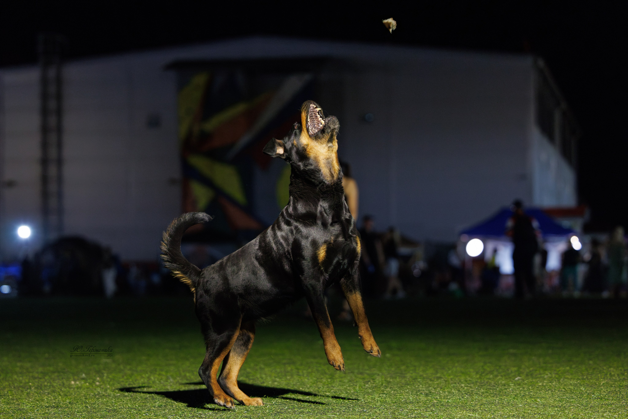 Волгоград 2-4.08.2024. Фотограф-анималист Юлия Германика