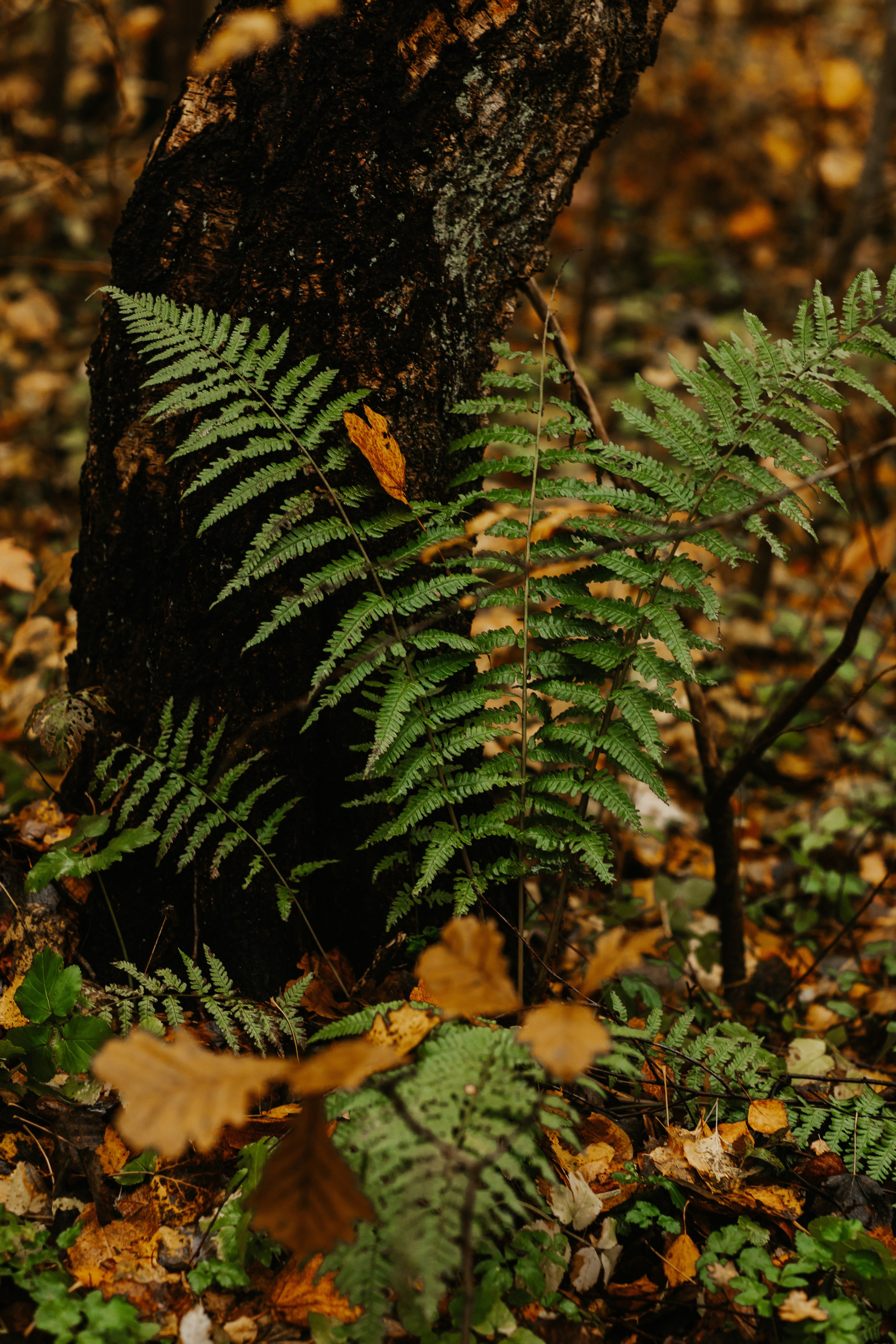 Балтийск/Калининград. Свадебный и семейный фотограф/видеограф в Краснодаре Наталья Осинская