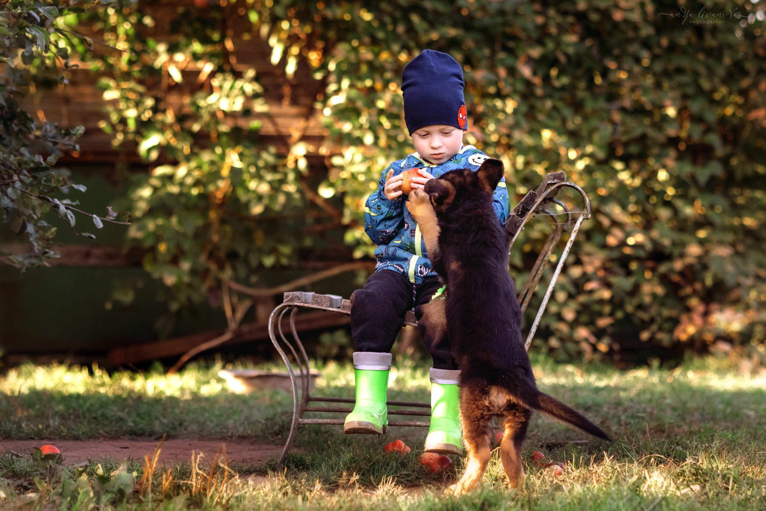 Овчарята. Фотограф анималист Аня Ливанова | Рыбинск