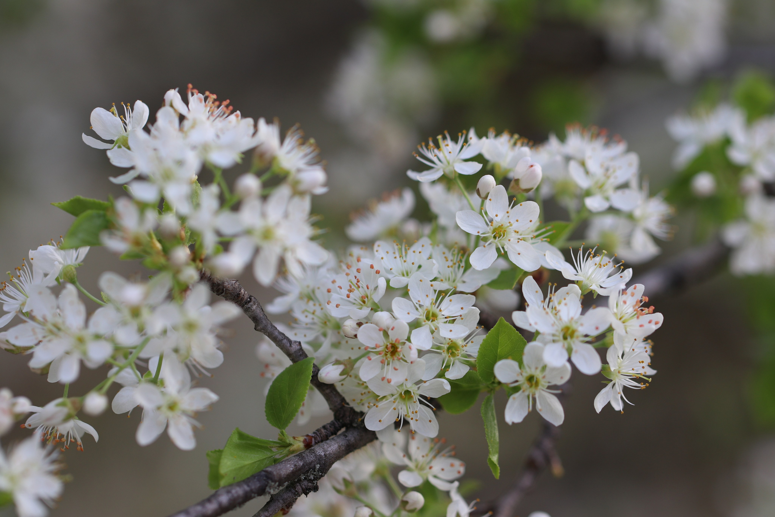 Крым. ЮБК (Бахчисарай, Кастрополь, Таракташская тропа). Май 2021. Путешественник-фотограф из Санкт-Петербурга Татьяна Свистулина