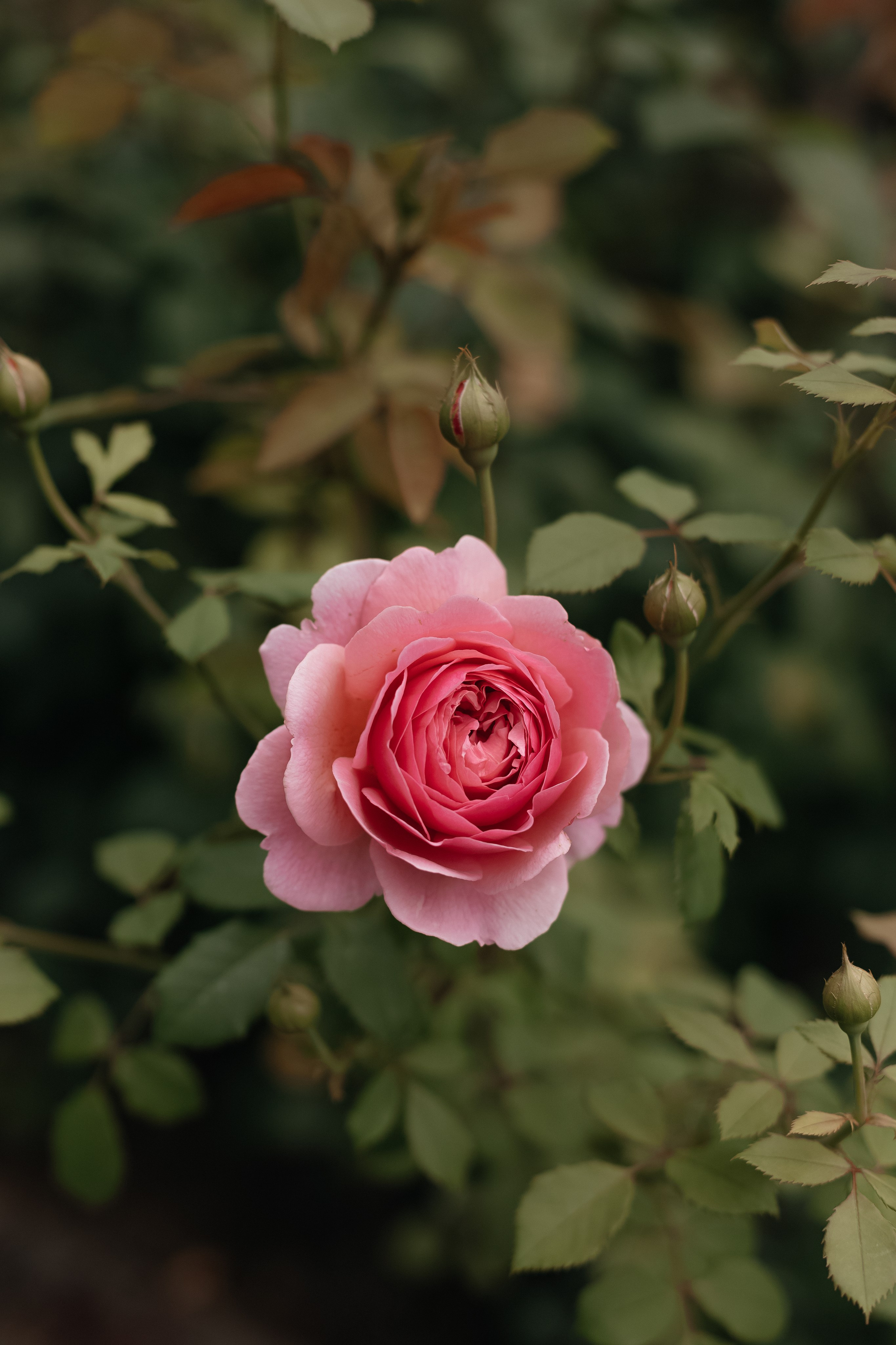 Сергей & Анастасия (сокращено). Свадебный фотограф Ангелина Сунгатулина | Саратов | Балаково | Вольск