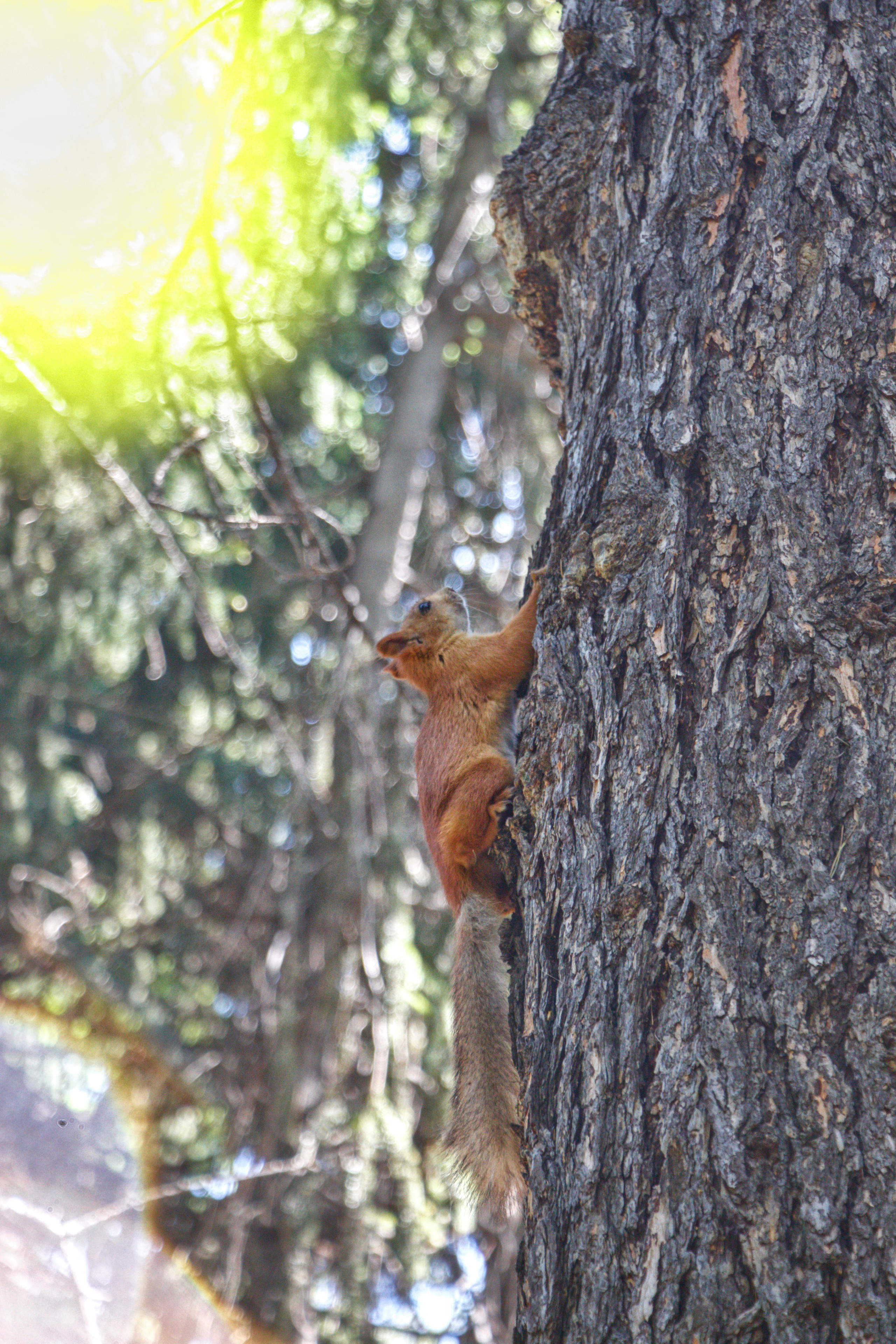 Наталья на прогулке в Дендропарке…. Творческая, семейная Фотосъемка ДоброДарова Елена Омск