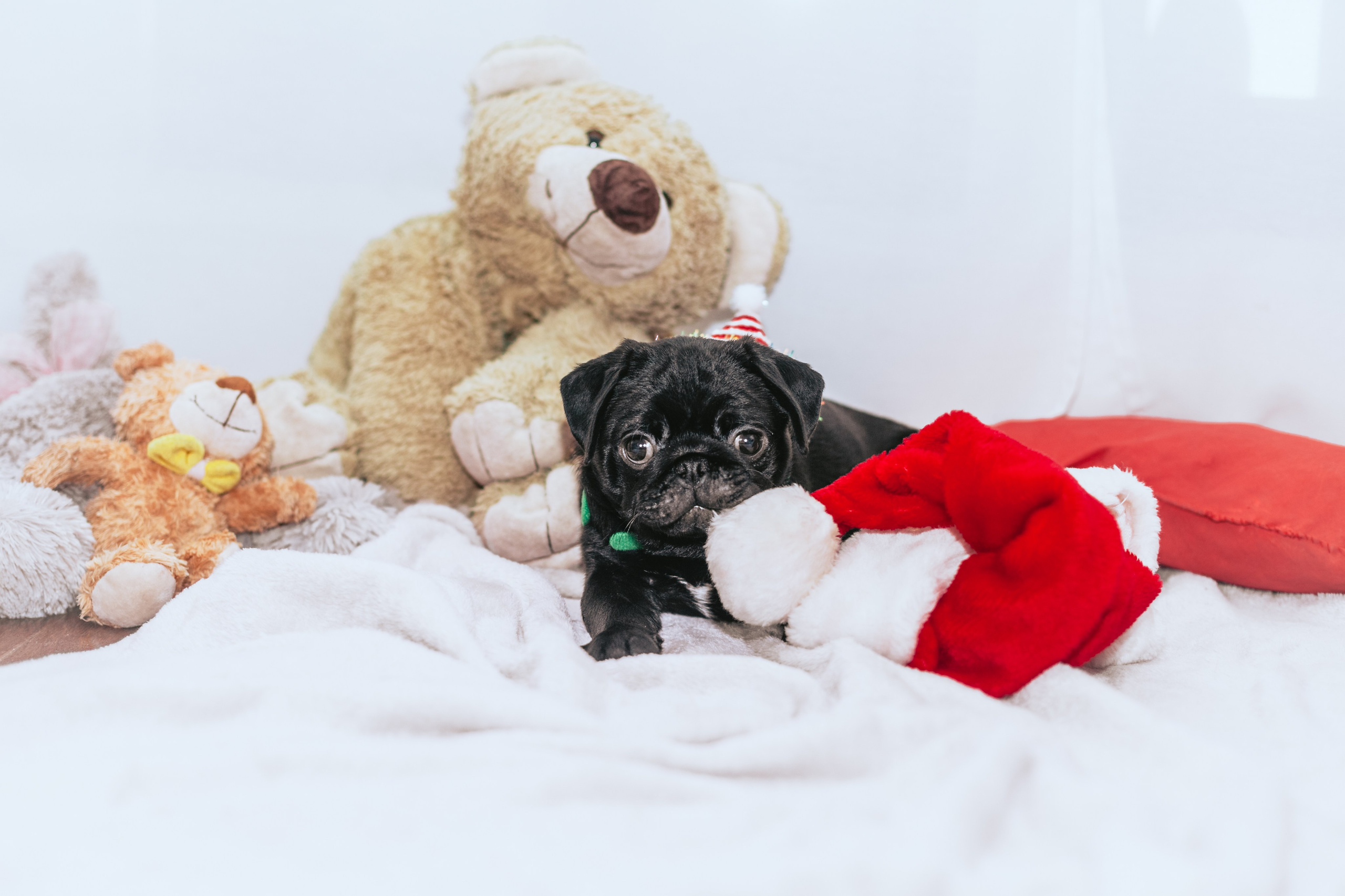 Домашняя фотосессия Оли и двух ее мопсов. Фотограф-анималист Татьяна Степанова