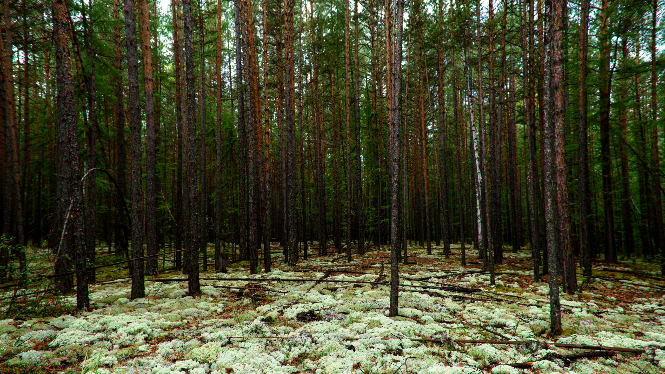 Ну вот как эту красоту не показать? А точнее, как о ней рассказать, если не показать?. Предметный фотограф и ретушер Улан-Удэ Алла Белова