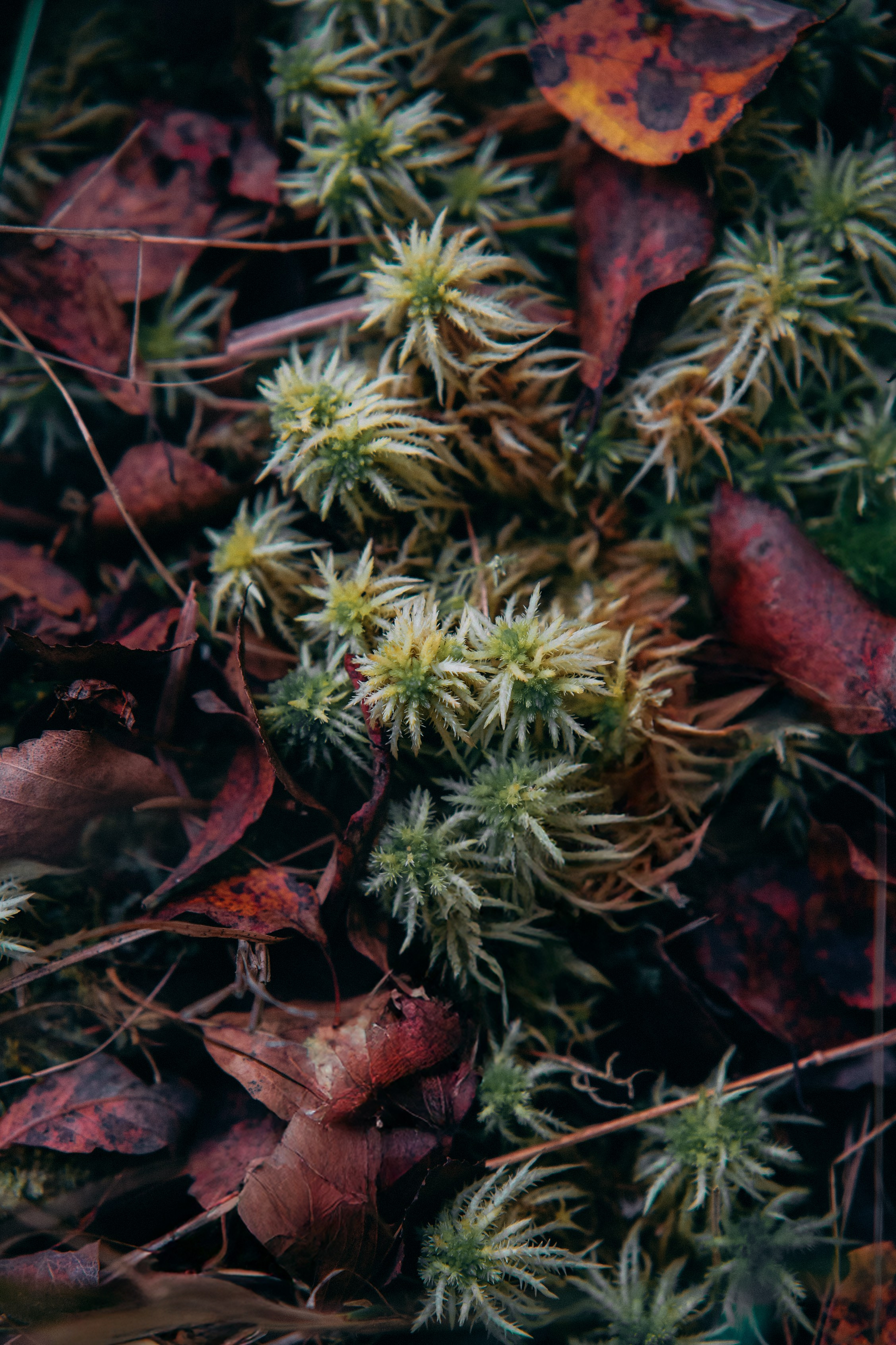 Осень 2025. Фотограф из Москвы — DASHA NOVA | Авторская фотография в разных жанрах