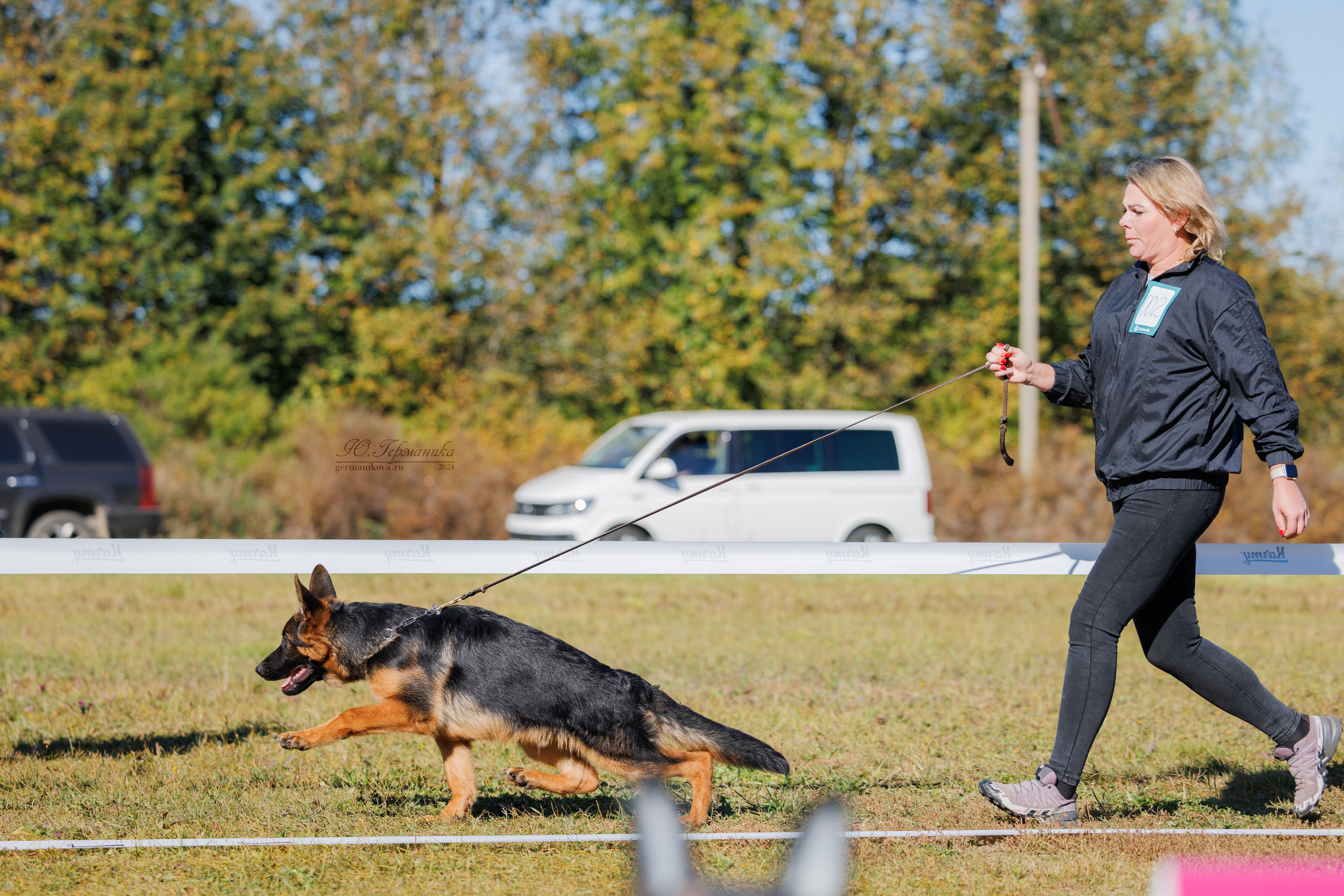 Тверь немецкие овчарки 22.09.2024. Фотограф-анималист Юлия Германика