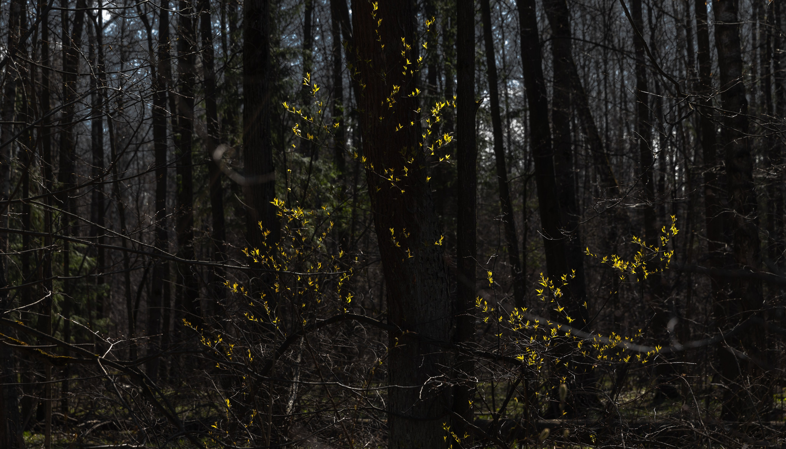 Лосиный остров. Май 2022. Фотографии