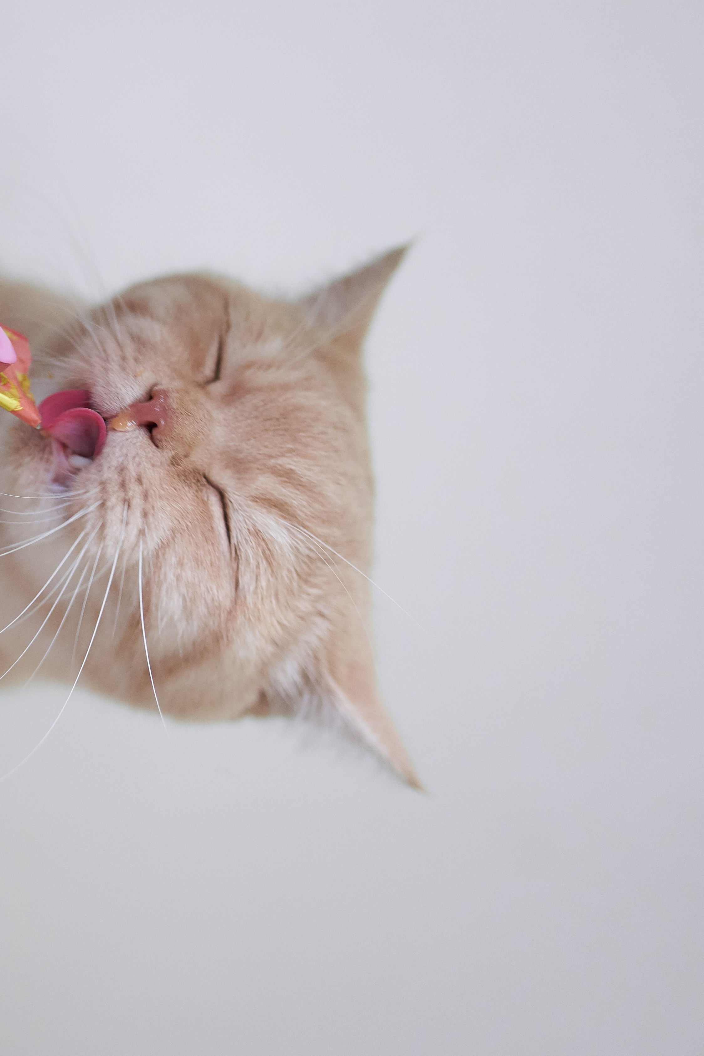 Фотосессия кота. Мужская фотосессия в СПб|Ирина Курманаева