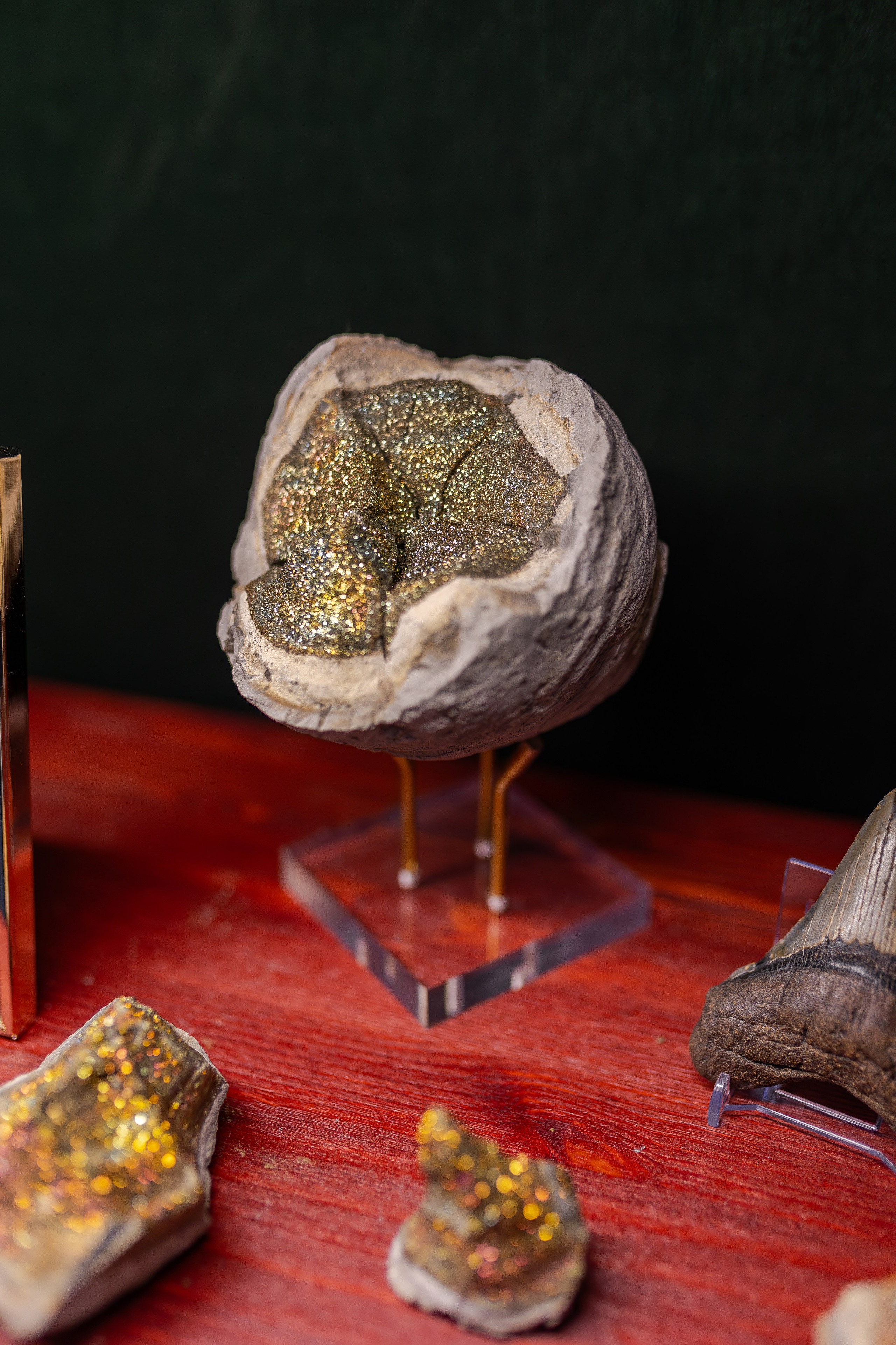 Орхидиум 12.2025. Александра Куликова фотограф, Москва