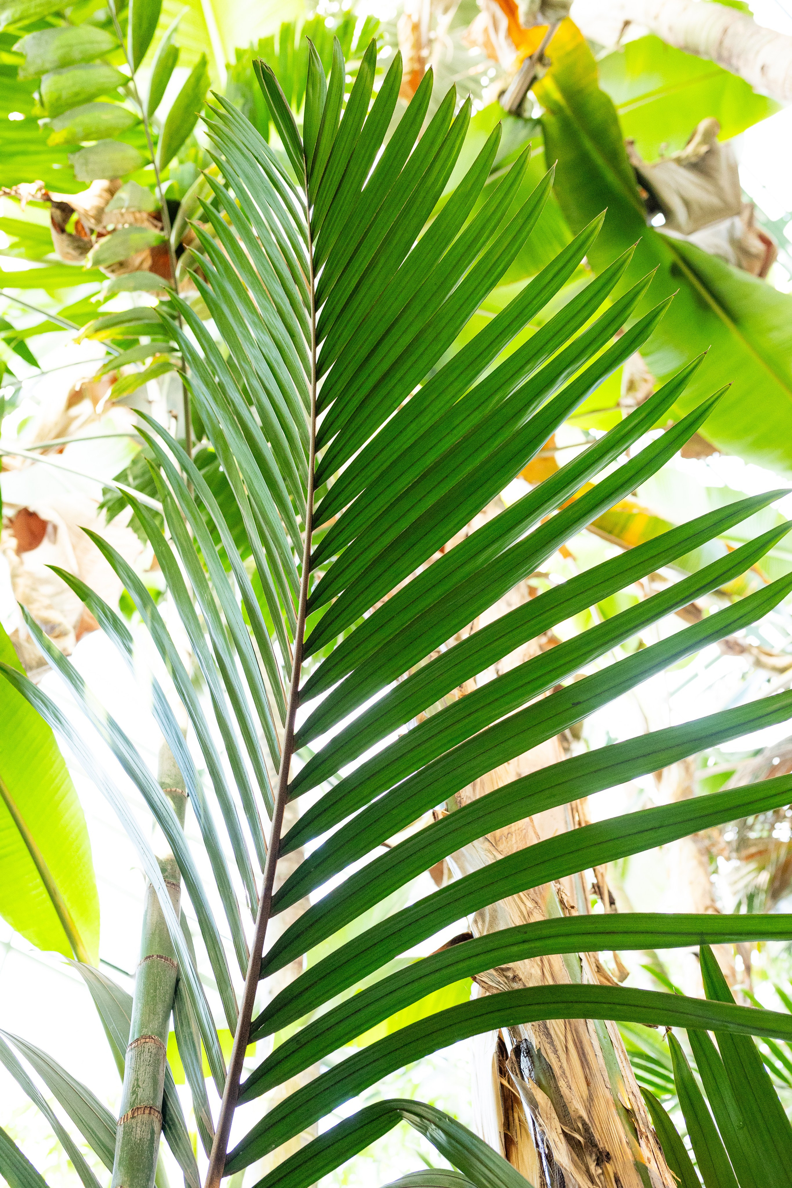 Аптекарский огород МГУ. Китай. Александра Куликова фотограф, Москва