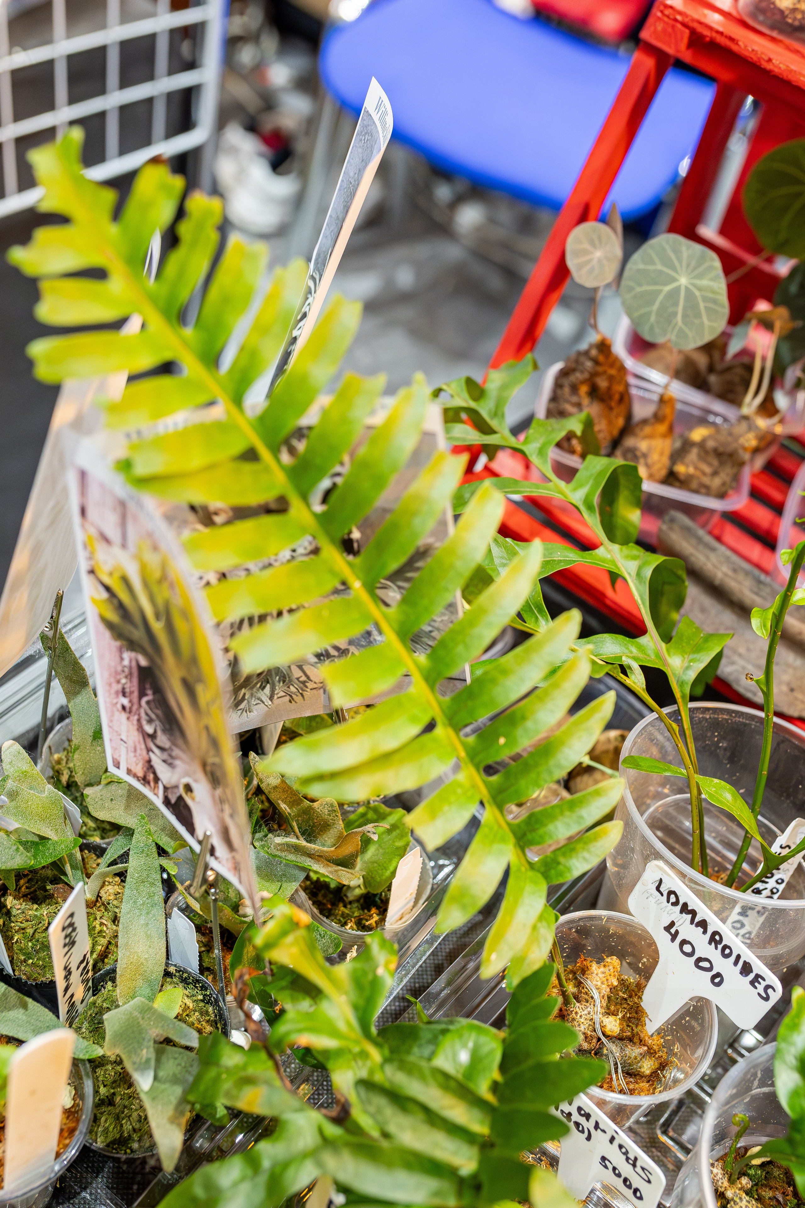 Монстериум апрель 2026. Александра Куликова фотограф, Москва