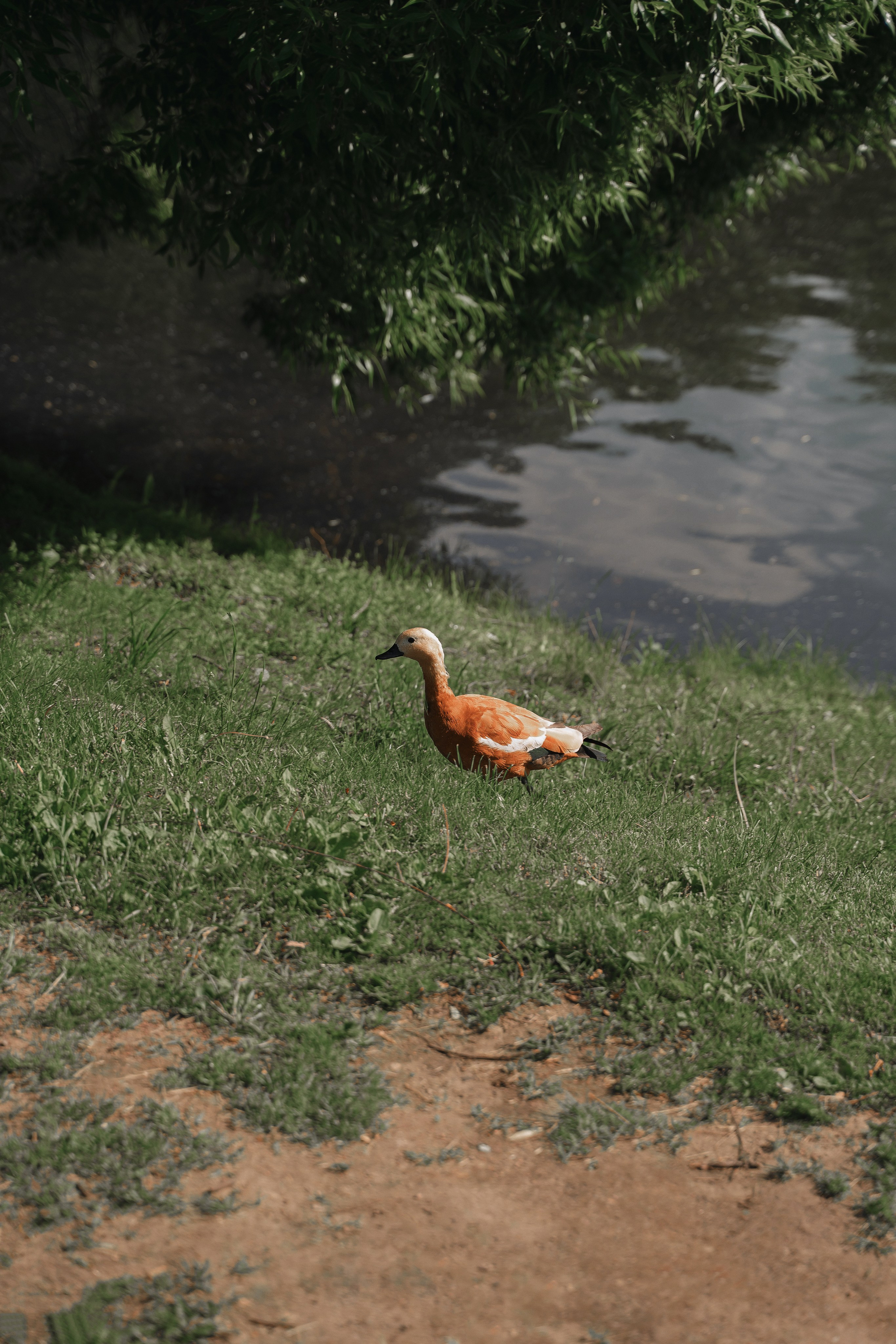 D&A. Фотограф Москва. Екатерина Дударевич