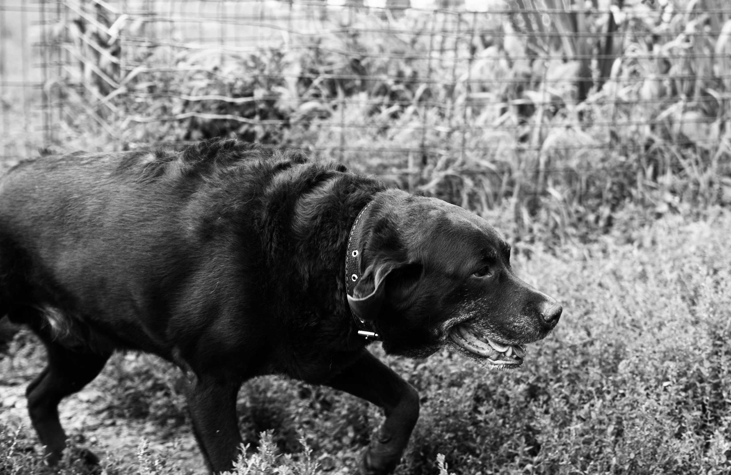 Приют — Наш дом. Репортажный и свадебный фотограф в Челябинске Елисеев Павел