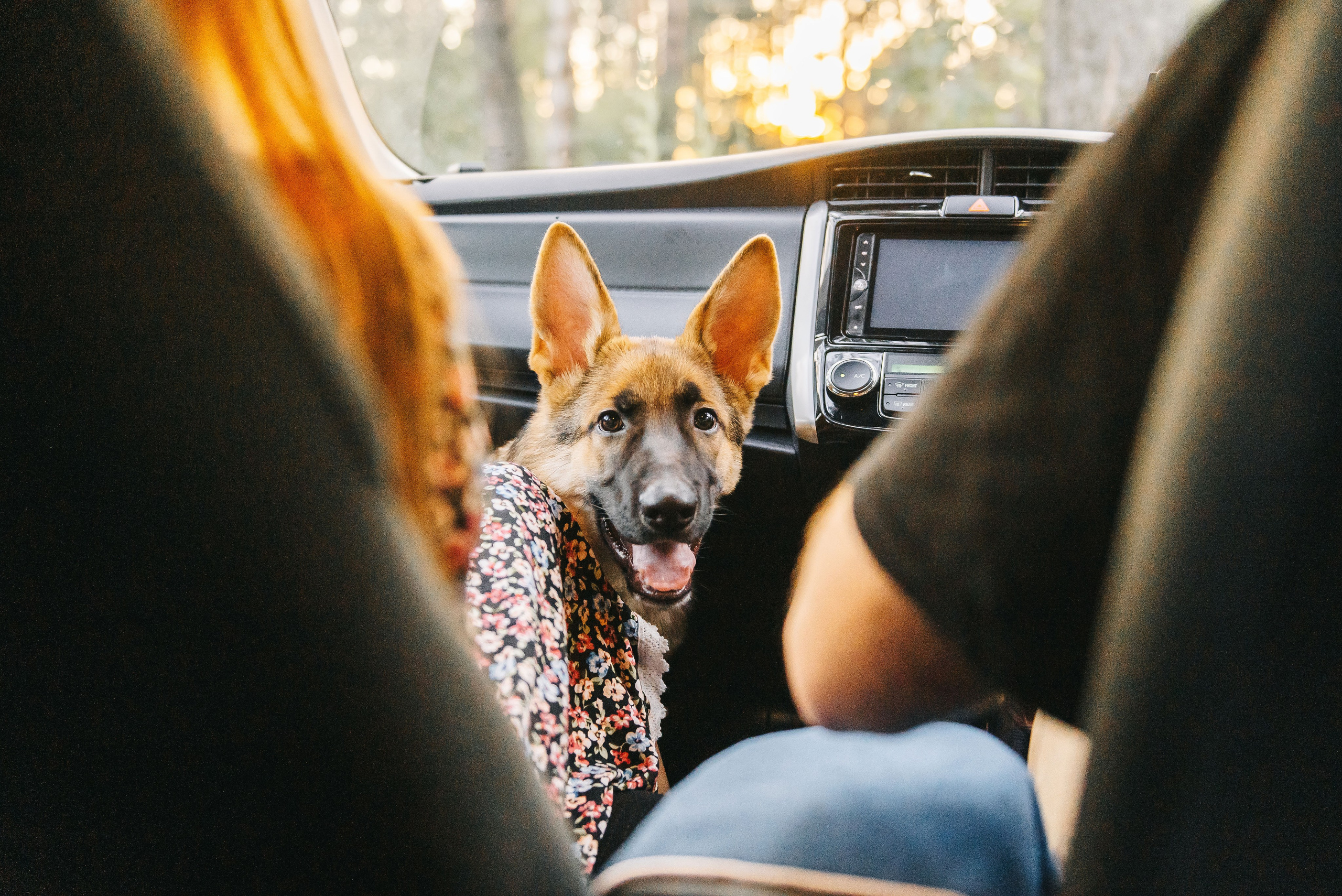 Эмир, Алсу и немецкая овчарка Рэй (Щелково, 2023). Анна Пушина, фотограф, Москва, Королев, Пушкино