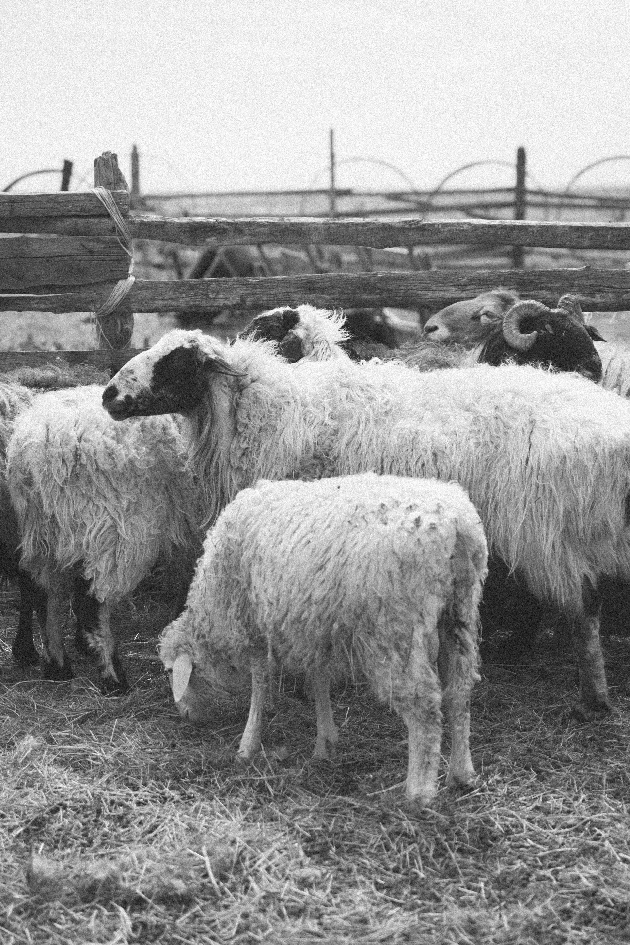 Калмыкия I Май 2024. Commercial photographer Natalia Bychkova