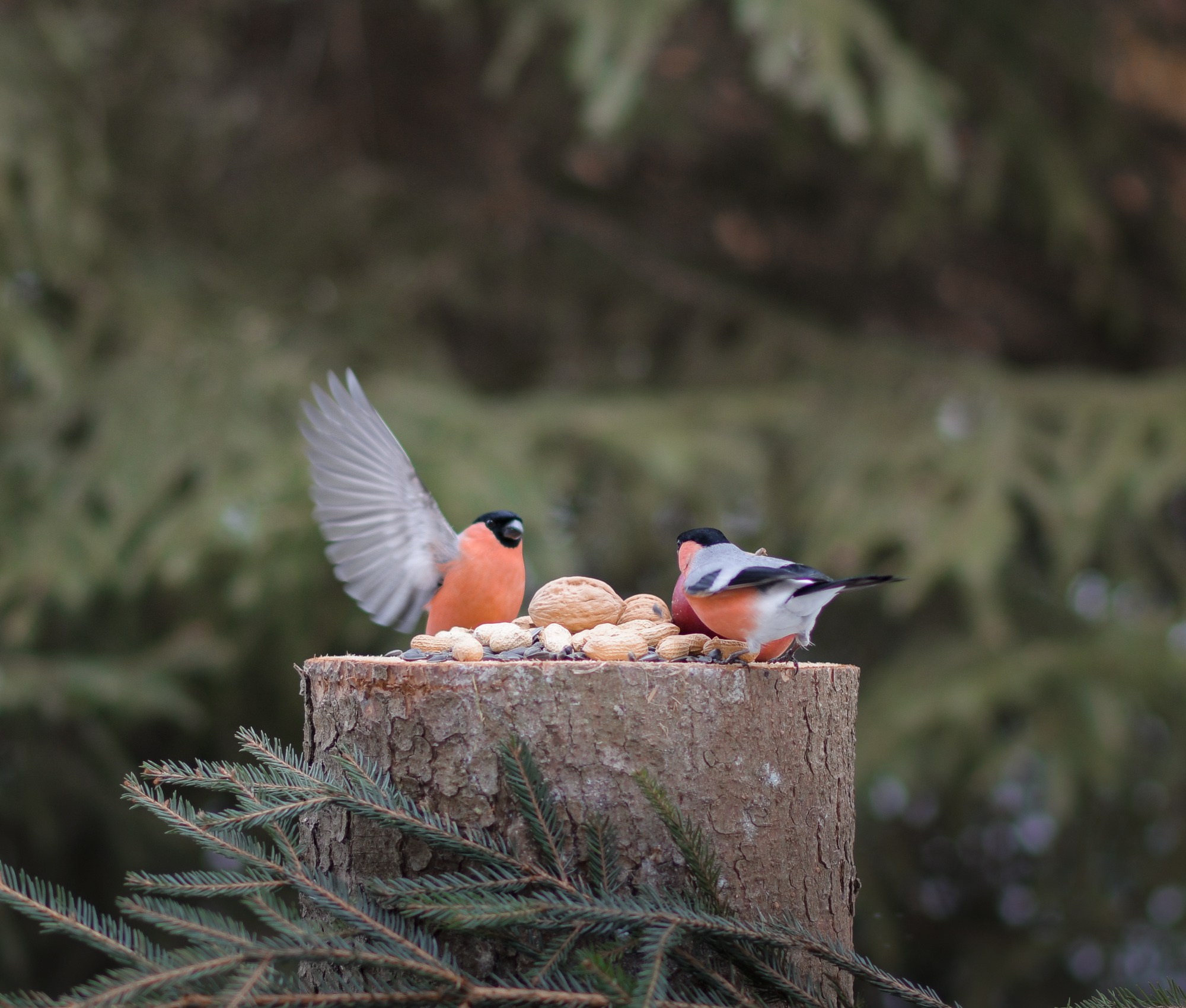 Натюрморты с птицами. В созвучии с природой. Фотограф Светлана В. Пронина, Москва
