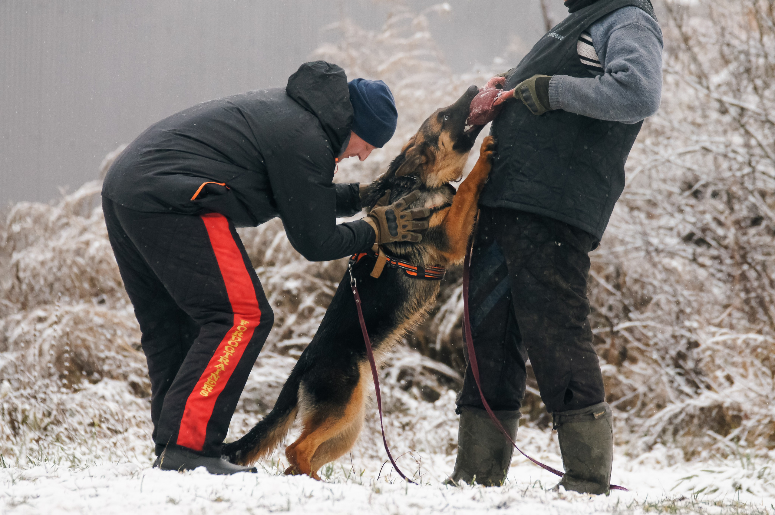 Репортажная съемка. Фотограф-анималист Нижний Новгород