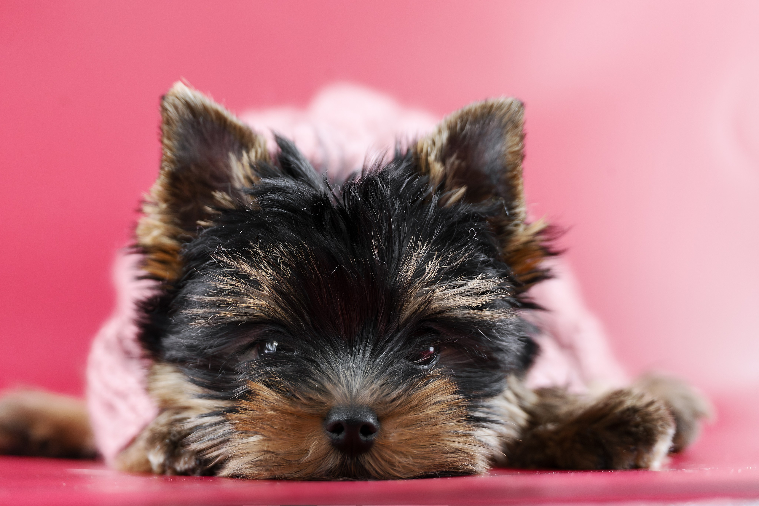 Щенки/котята. Фотограф-анималист Нижний Новгород