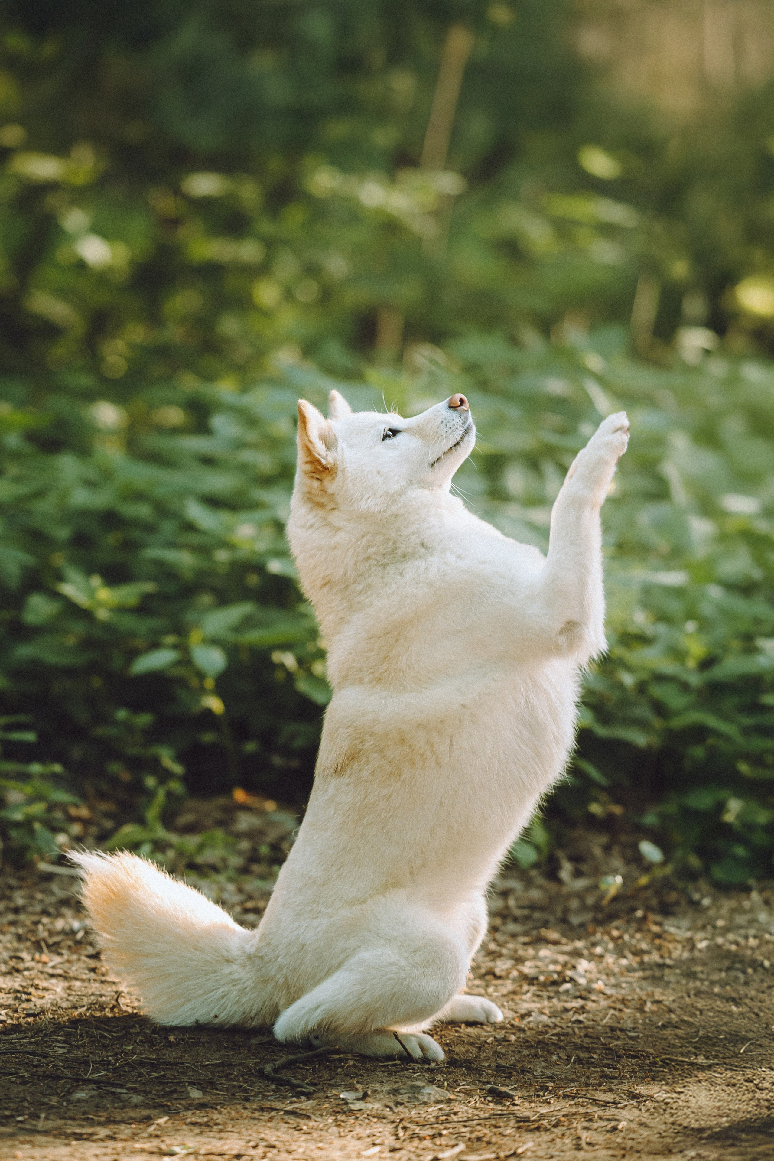 Шед, Цири, Чиби, Цера и их семья