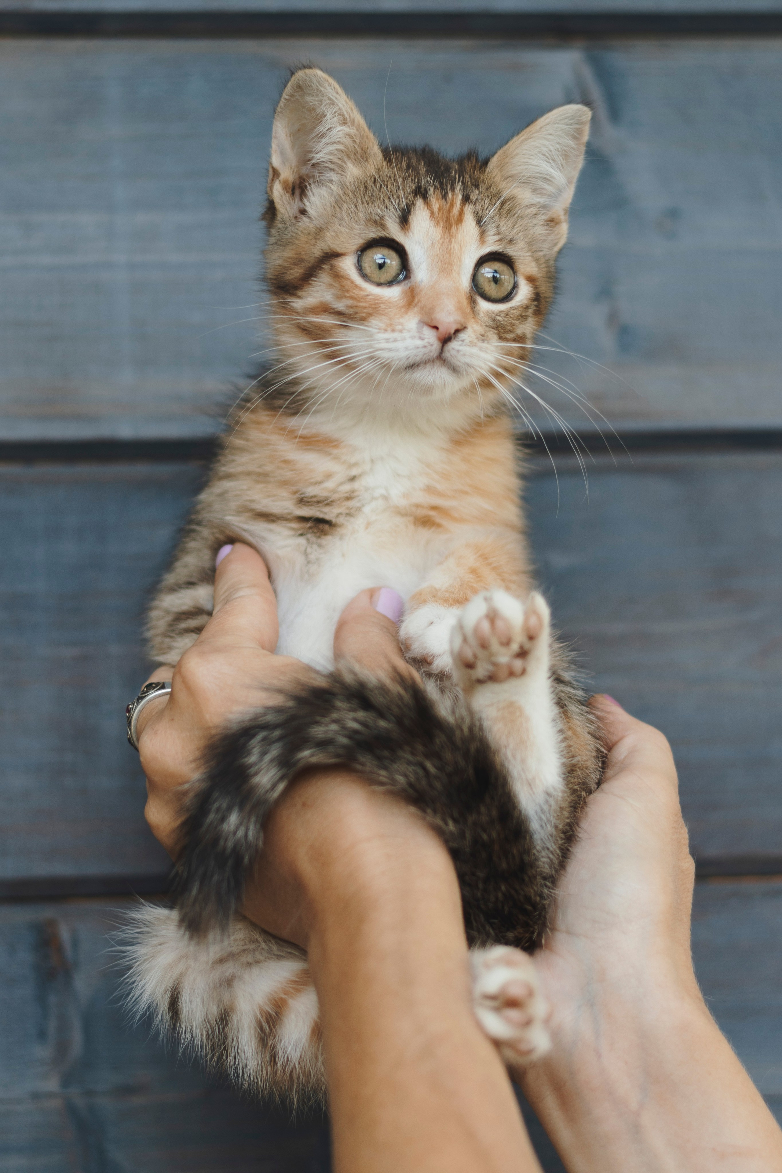 Котики. Фотограф в Москве (анималистика, коммерция, репортаж, спорт)